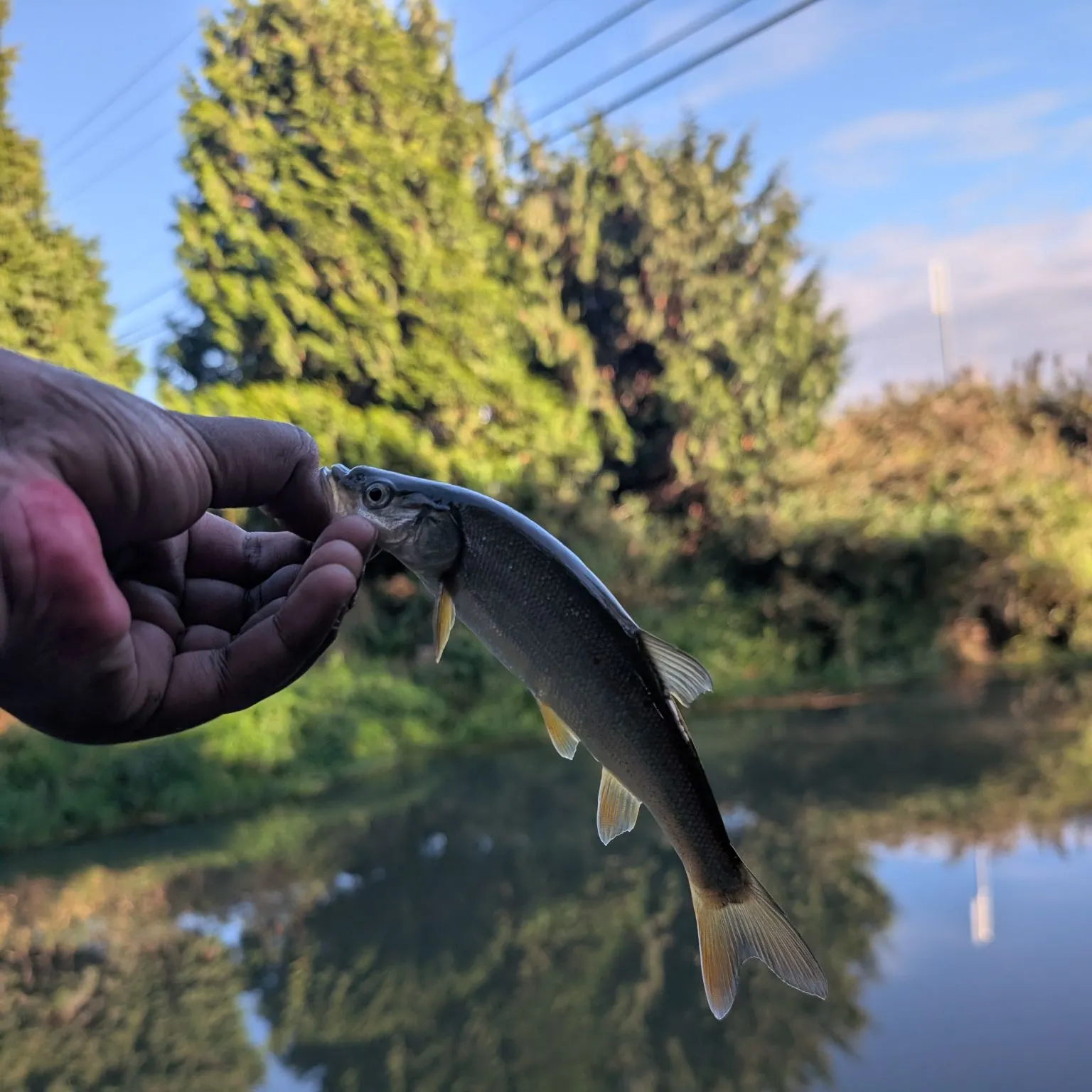 Northern pikeminnow caught on Fishbrain