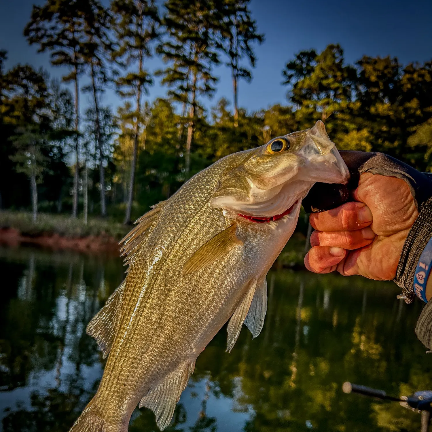 White bass caught on Fishbrain