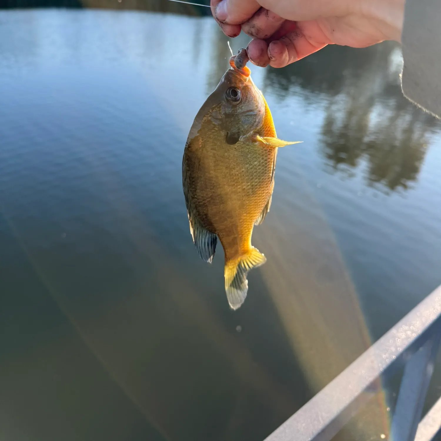 Bluegill caught on Fishbrain