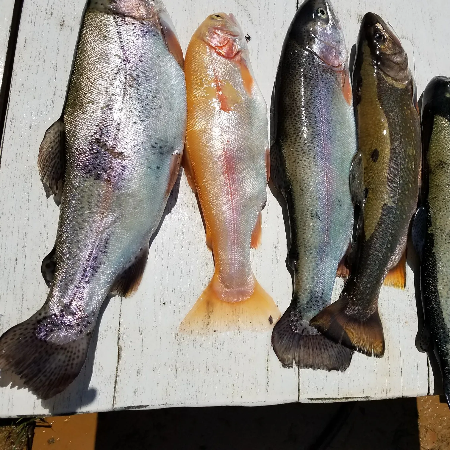 recently logged catches