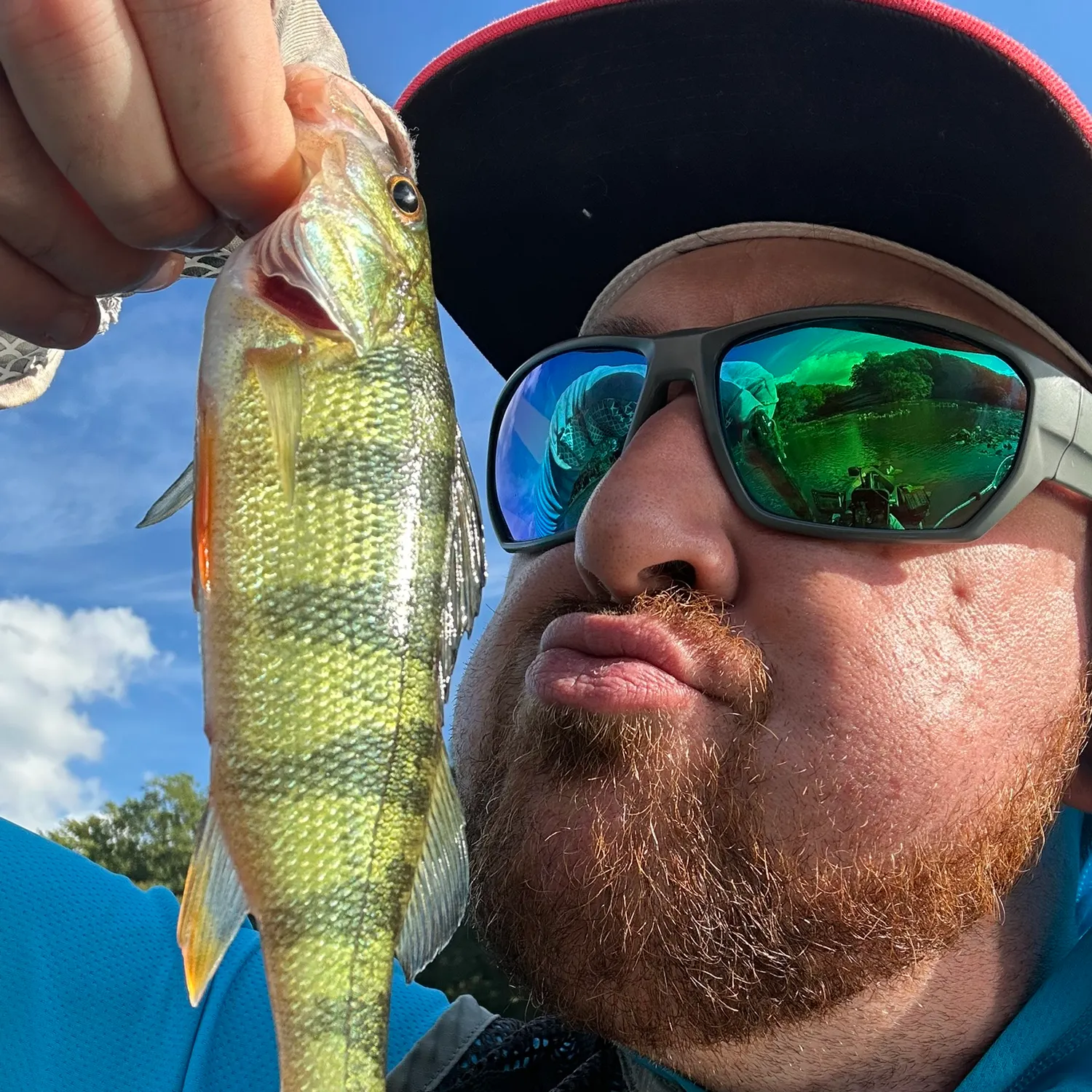 Yellow perch caught on Fishbrain