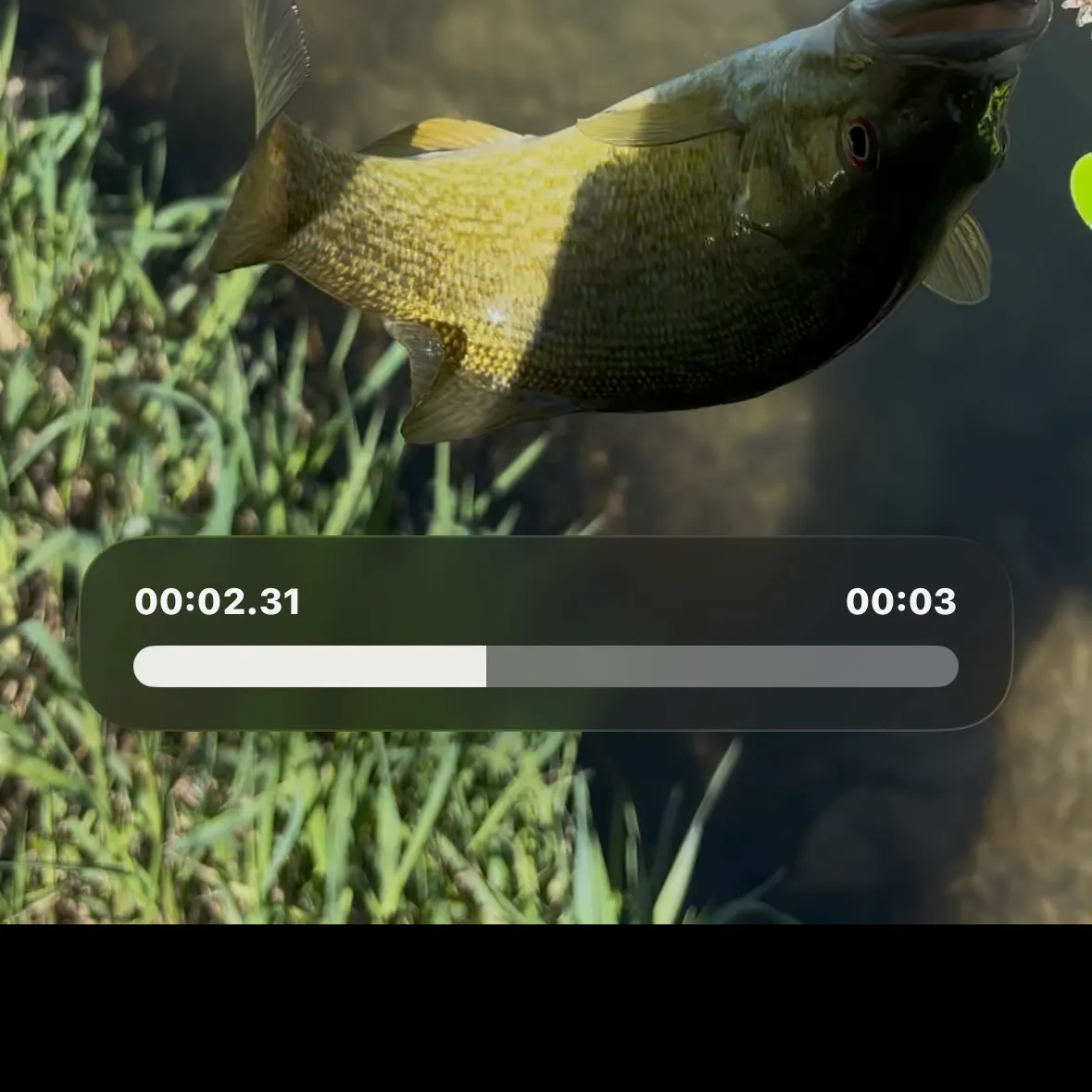 recently logged catches