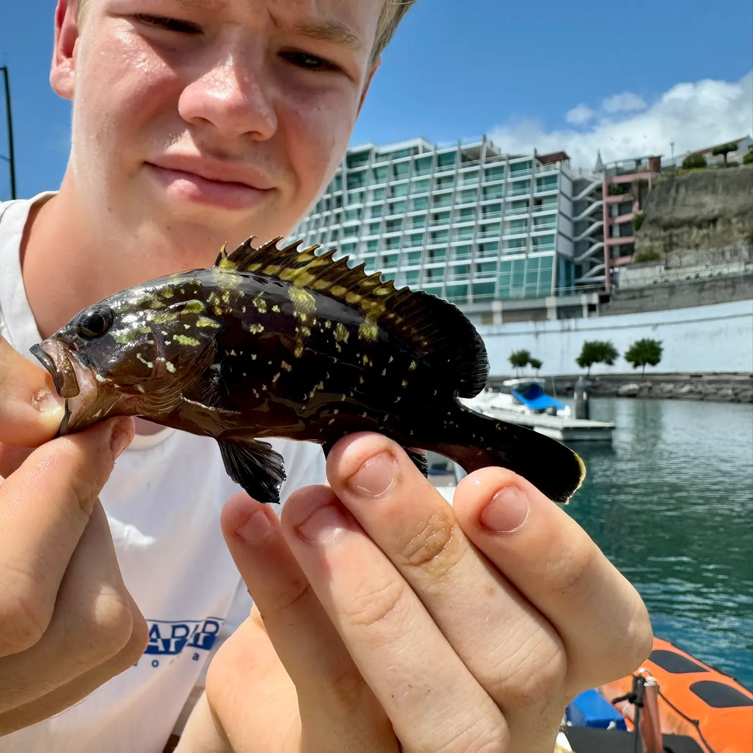 The most recent Dusky grouper catches on Fishbrain