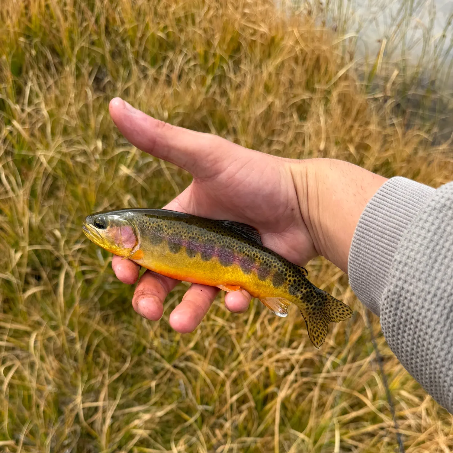 The most recent Golden trout catches on Fishbrain