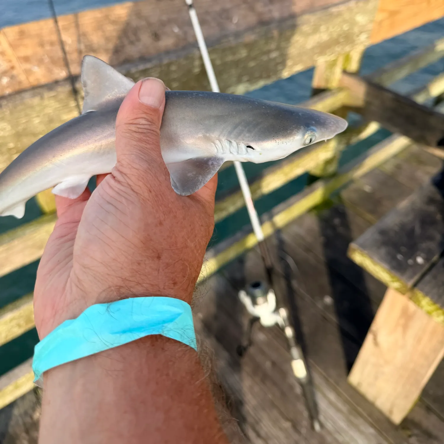 Dusky smooth-hound caught on Fishbrain
