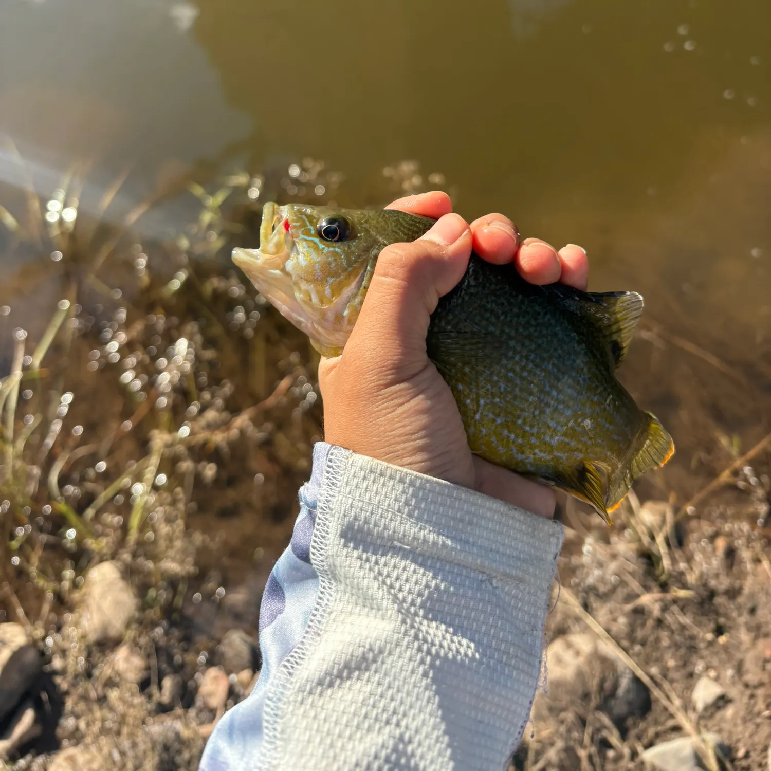 Green sunfish caught on Fishbrain