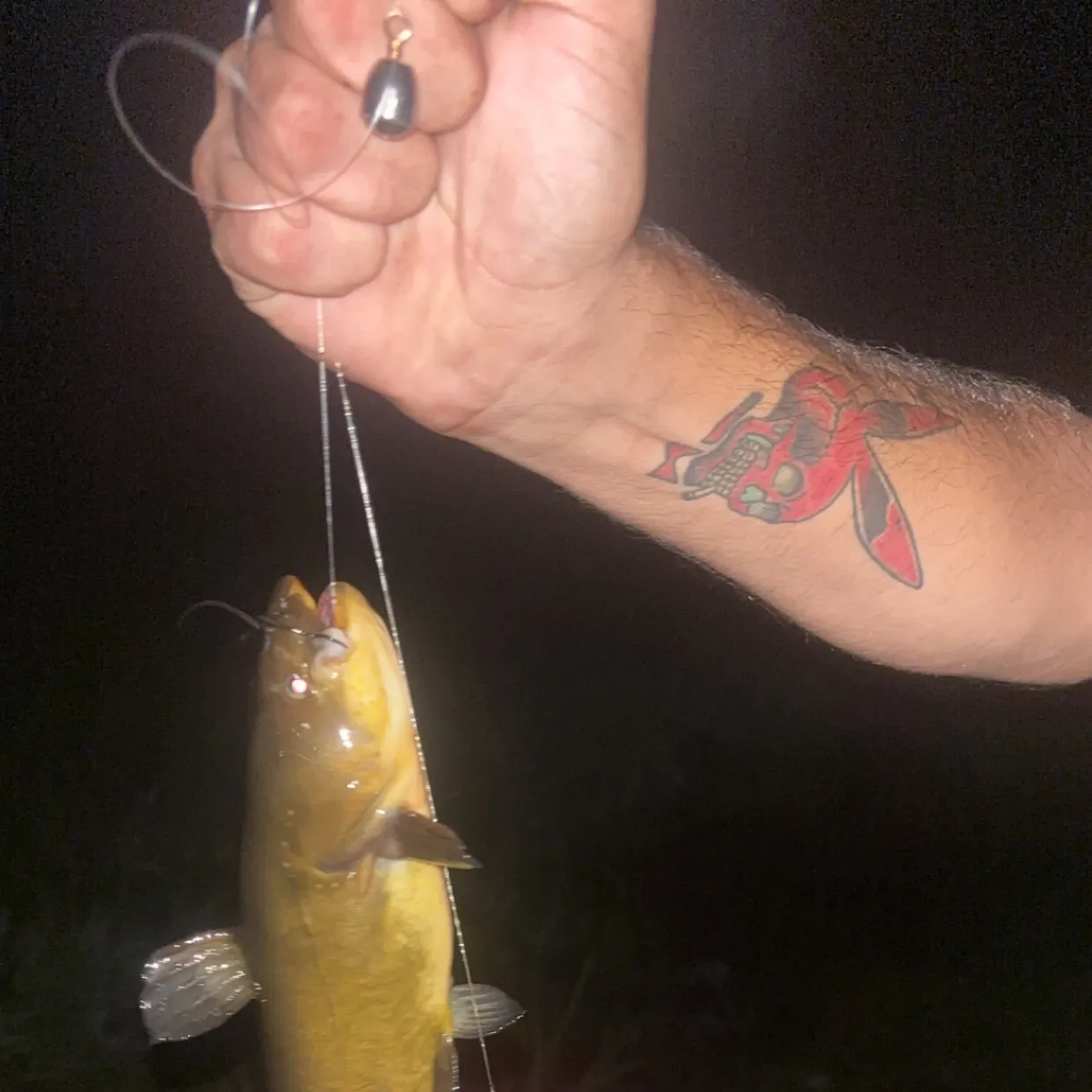 Fish caught on Fishbrain