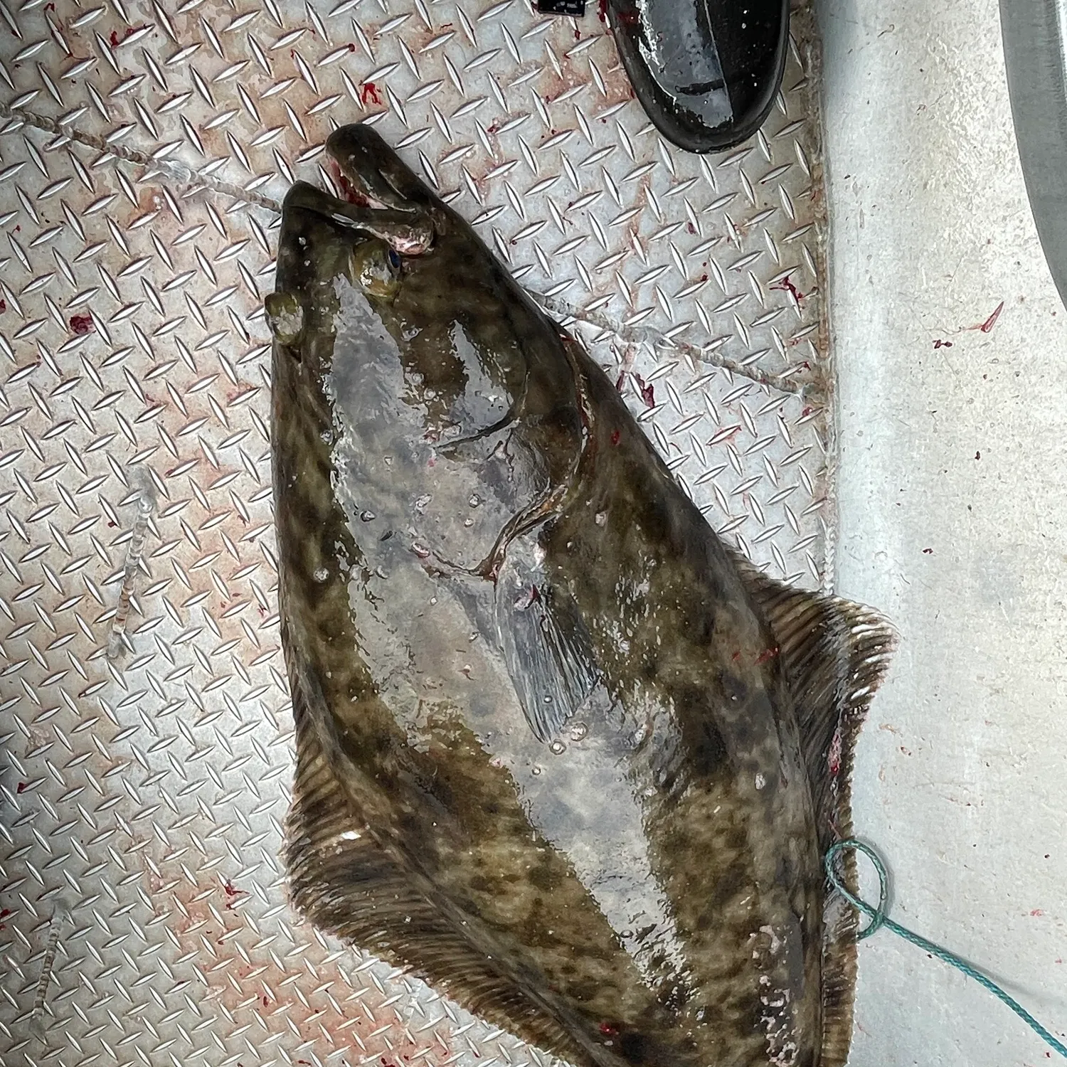 The most recent Atlantic halibut catches on Fishbrain