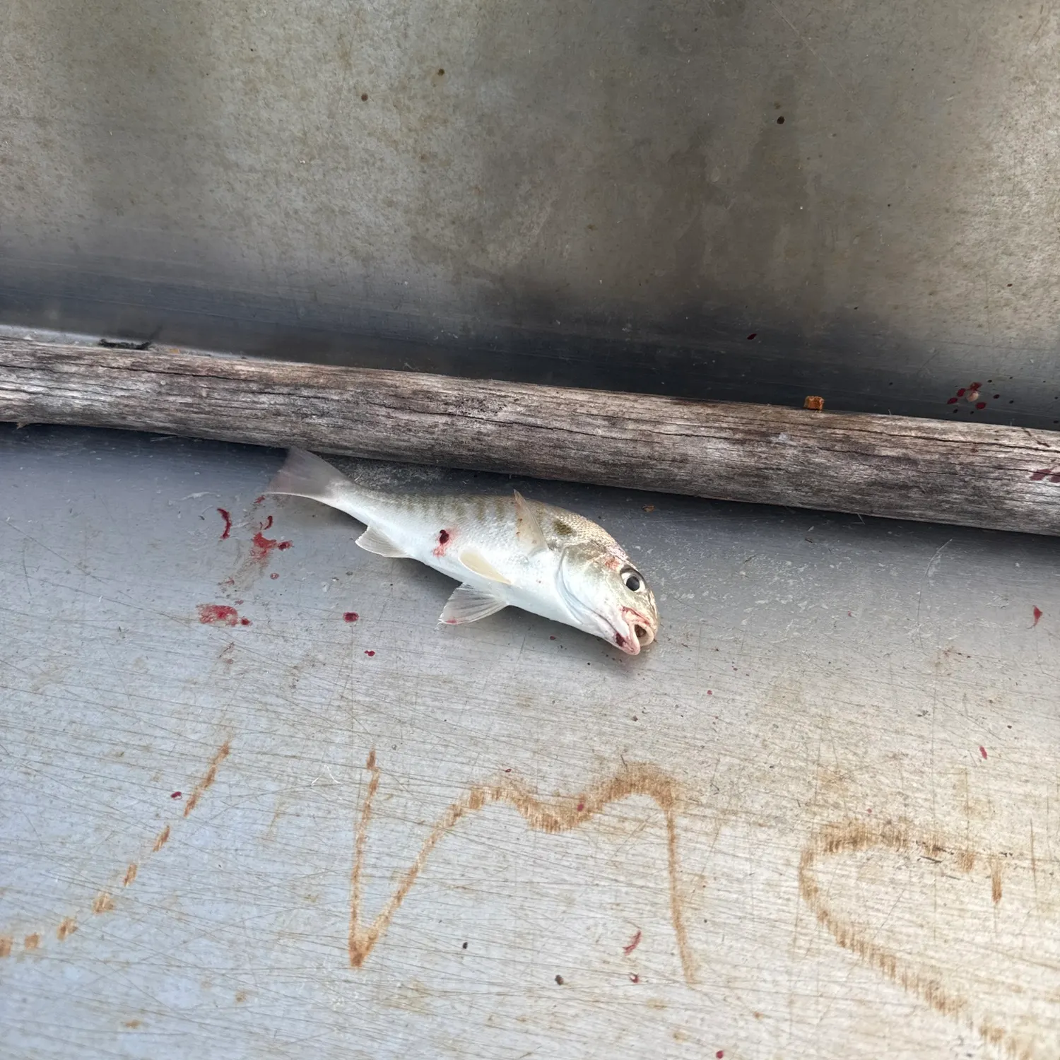 Spot croaker caught on Fishbrain