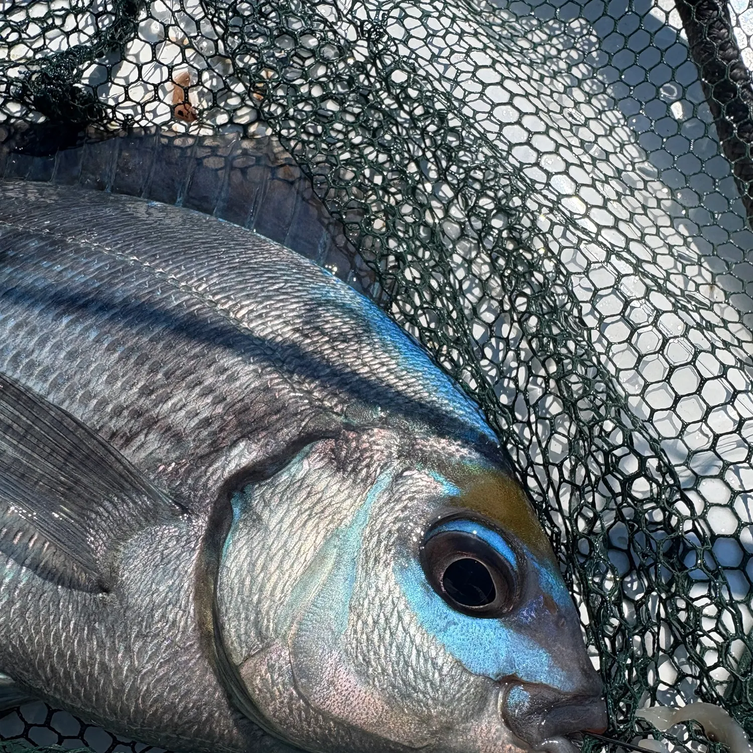The most recent Black seabream catches on Fishbrain