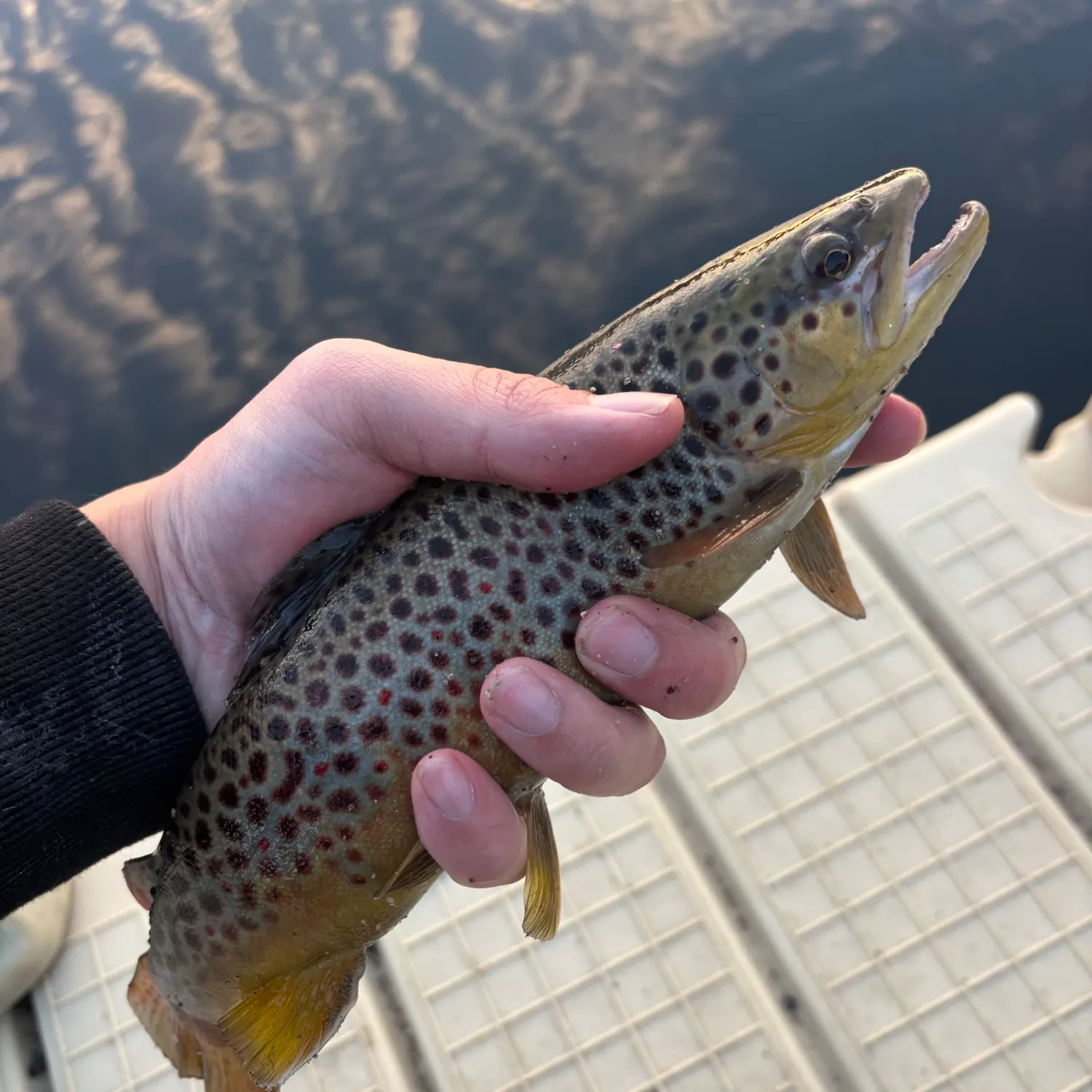 Brown trout caught on Fishbrain