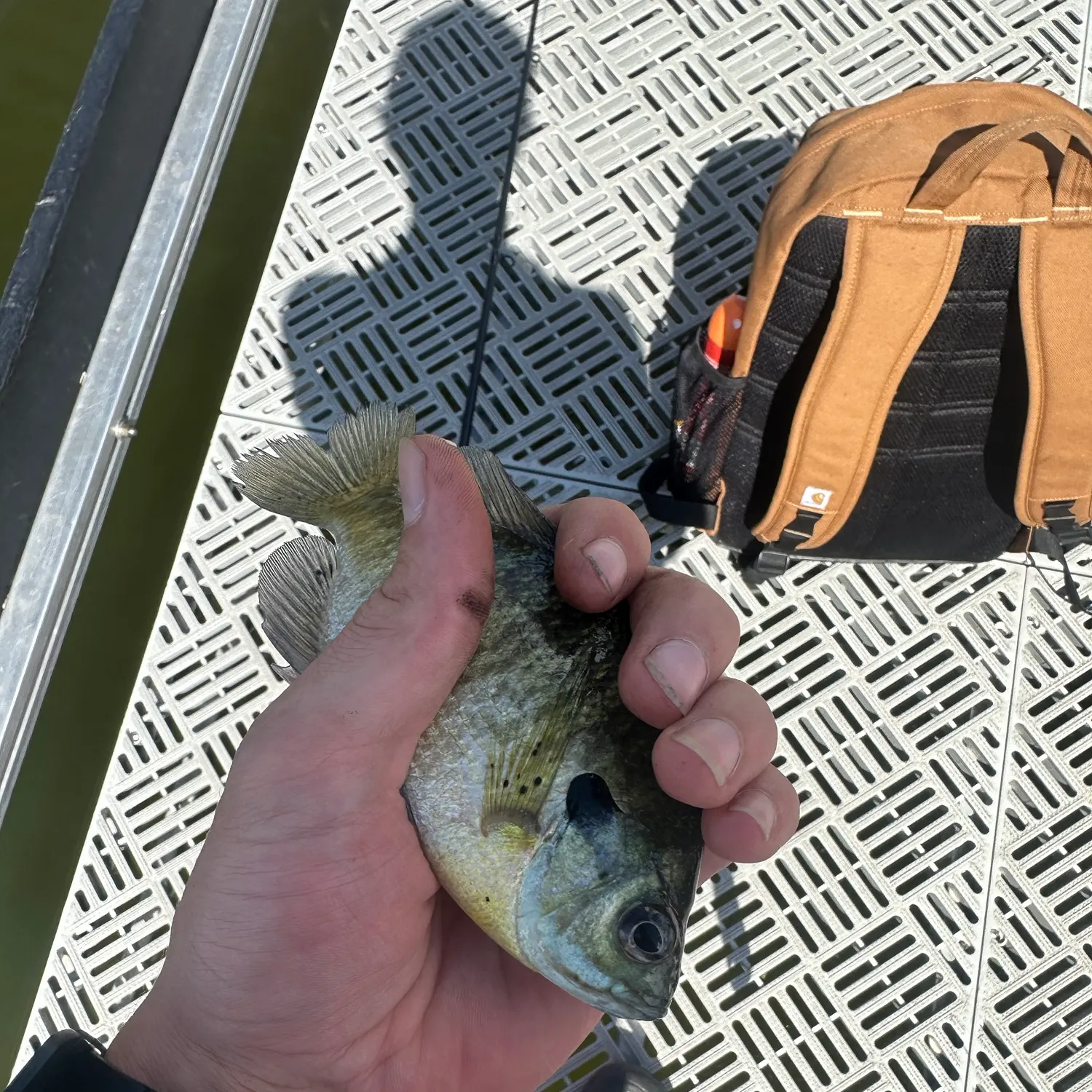 Bluegill caught on Fishbrain