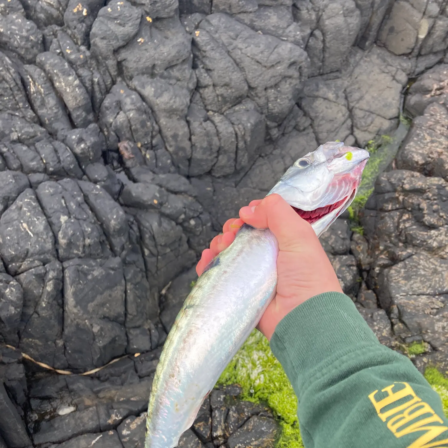 The most recent Atlantic mackerel catches on Fishbrain