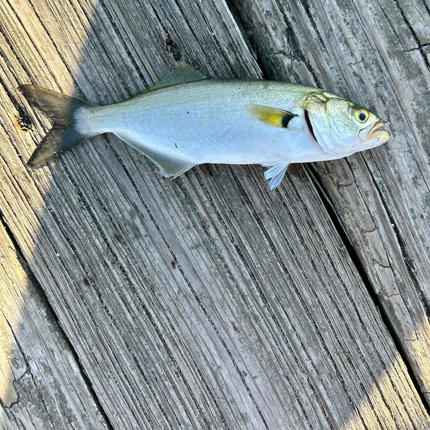 Bluefish caught on Fishbrain
