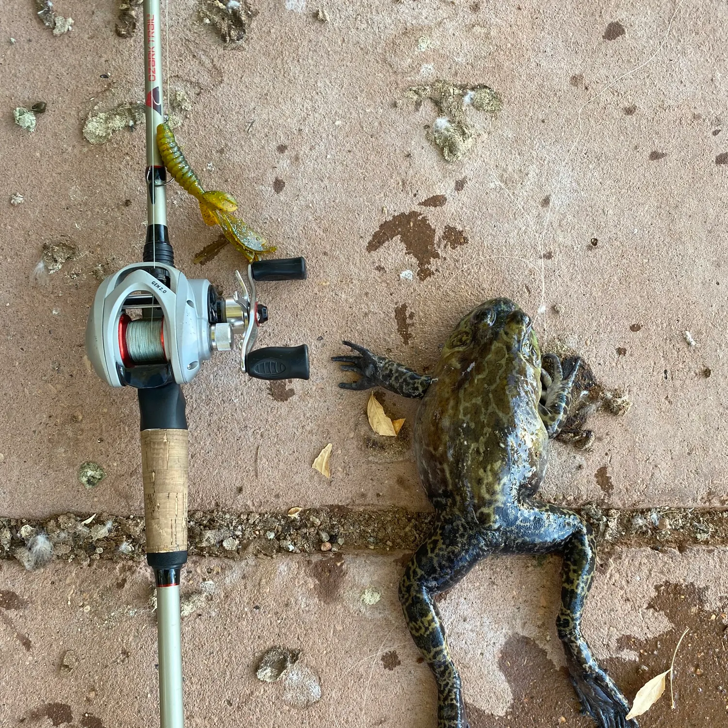 American bullfrog caught on Fishbrain