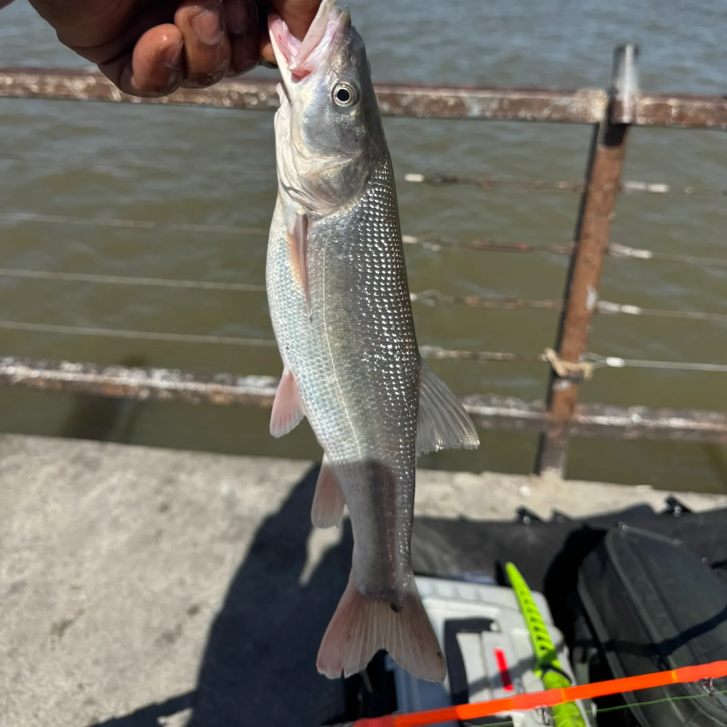 The most recent Sacramento pikeminnow catches on Fishbrain
