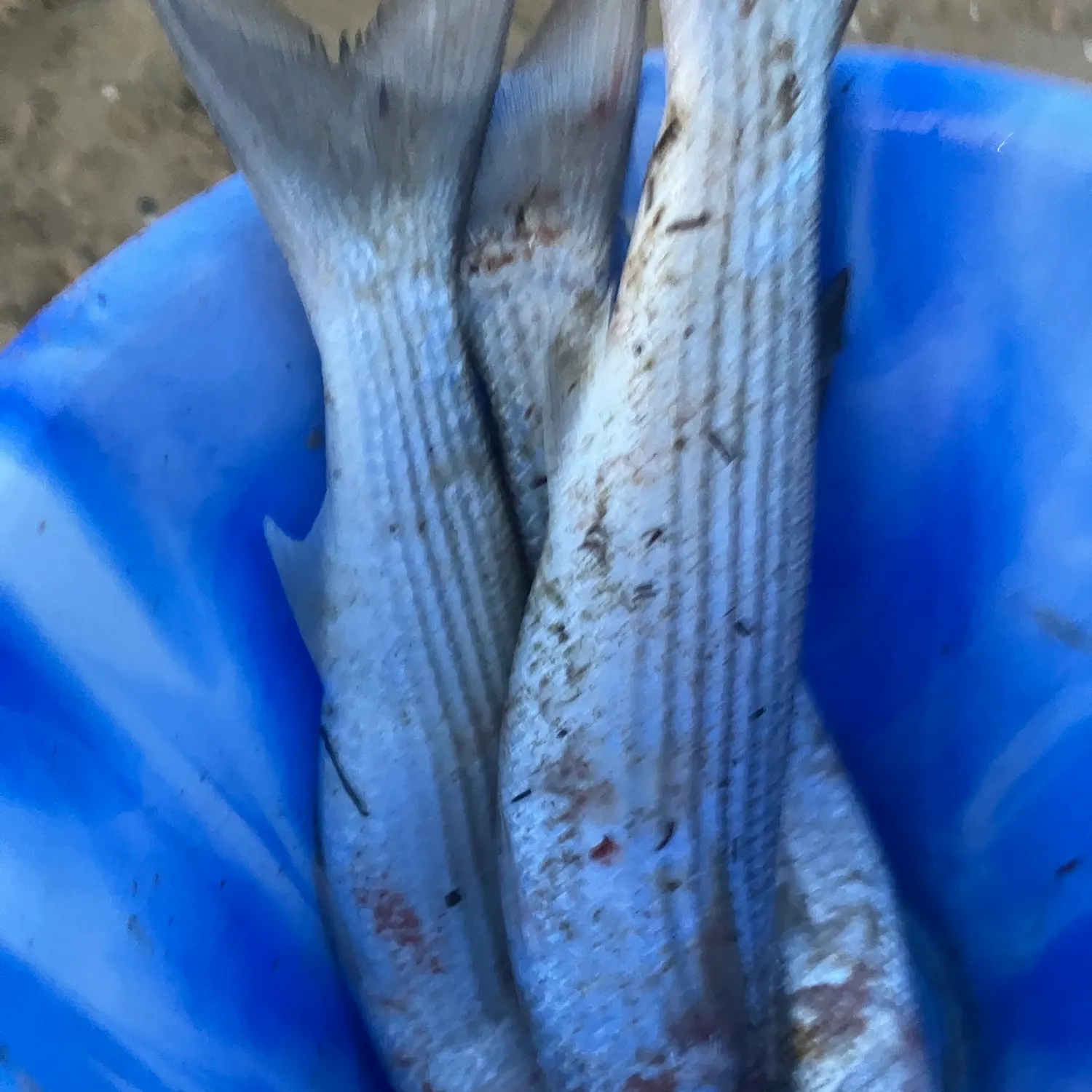 The most recent Thicklip grey mullet catches on Fishbrain