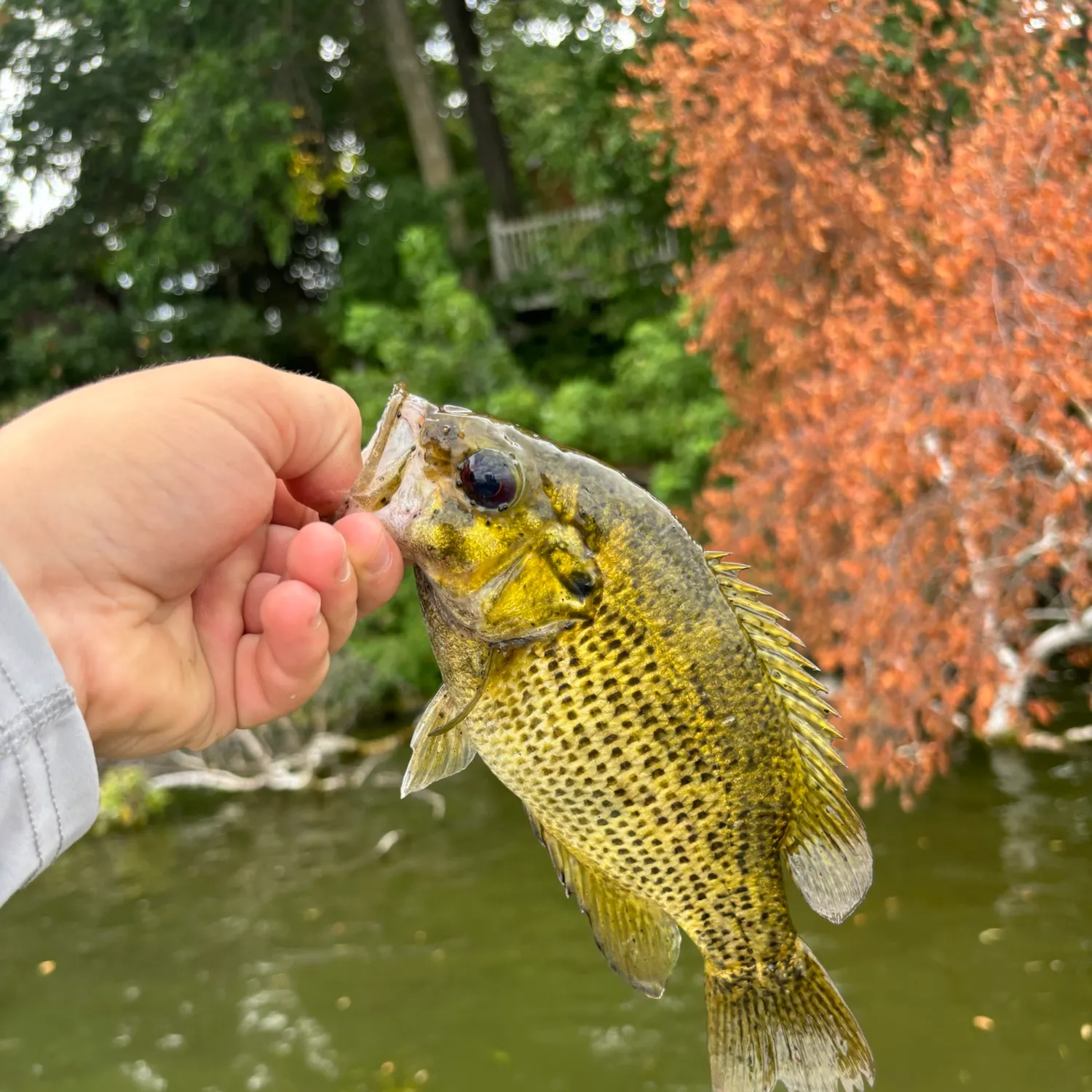 Rock bass caught on Fishbrain