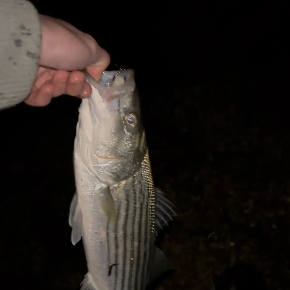 Striped bass caught on Fishbrain