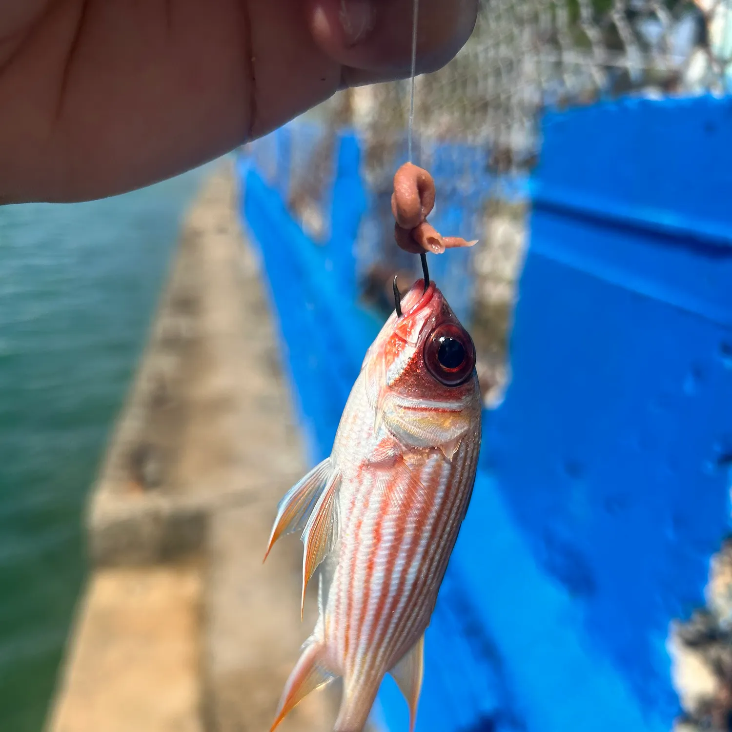 The most recent Common squirrelfish catches on Fishbrain