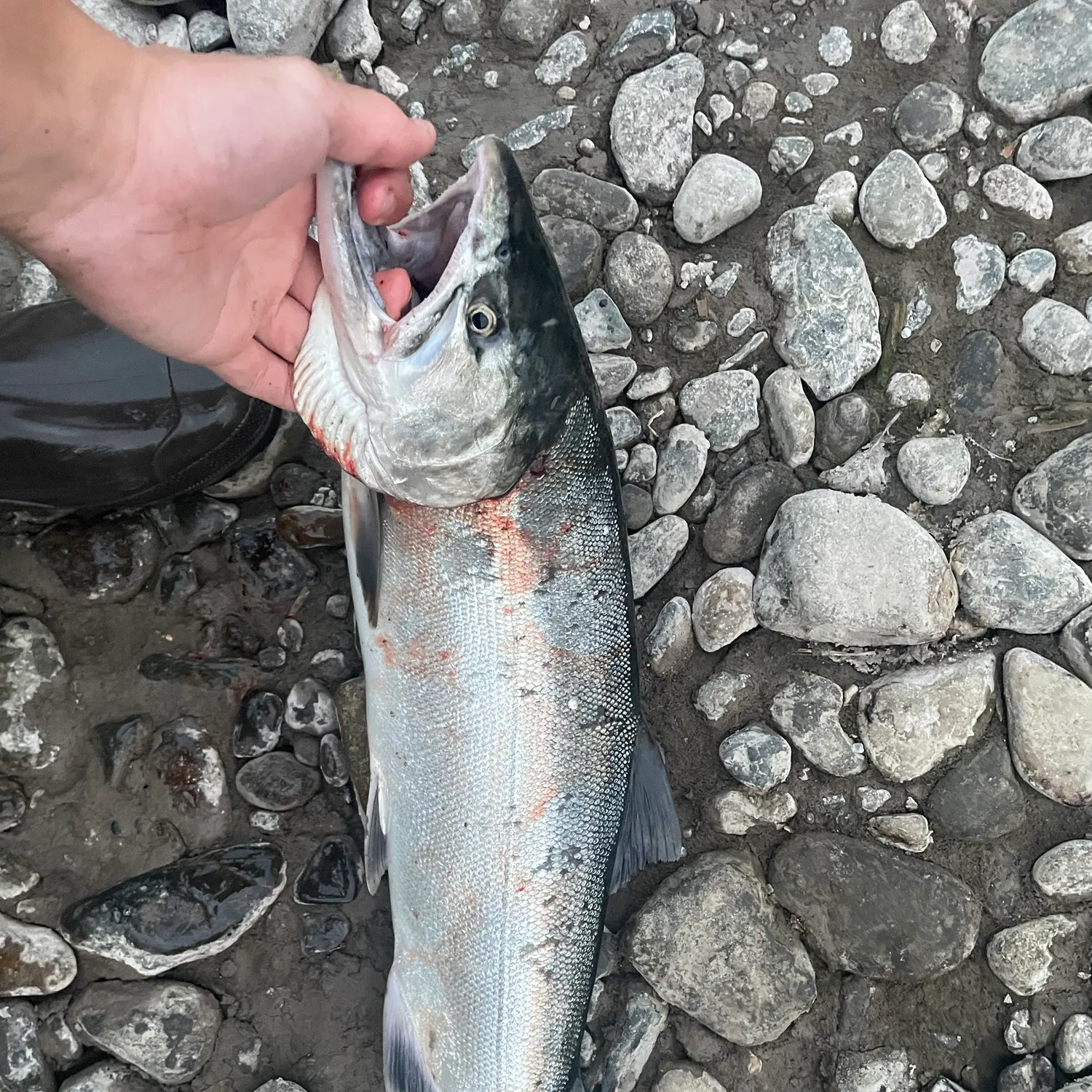 Coho salmon caught on Fishbrain