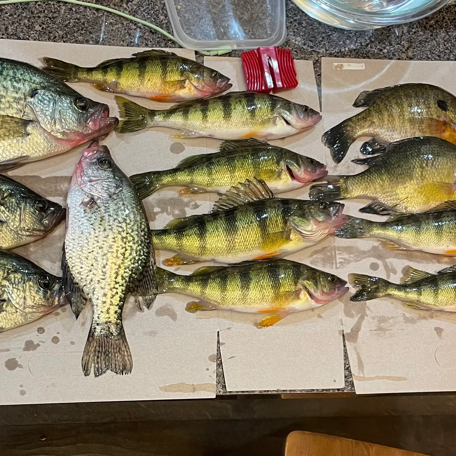 Yellow perch caught on Fishbrain
