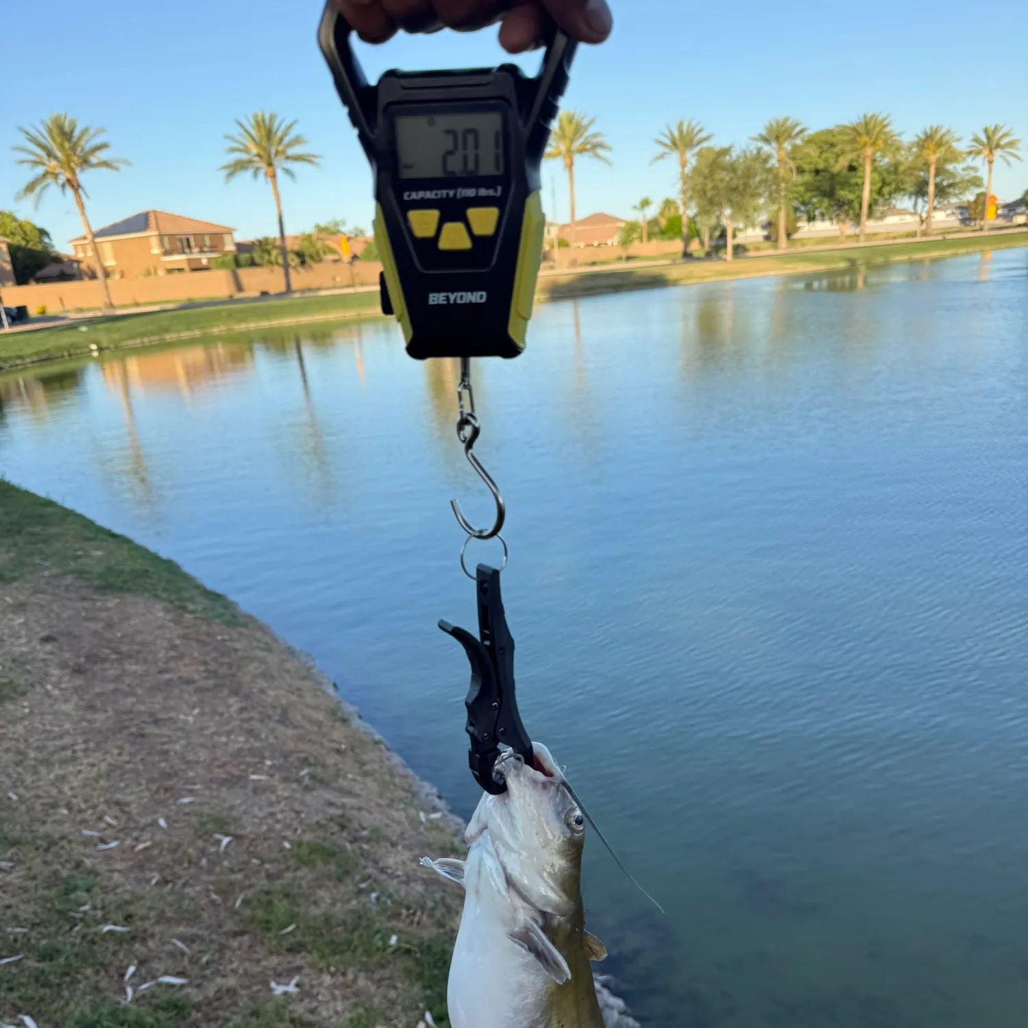 catch
