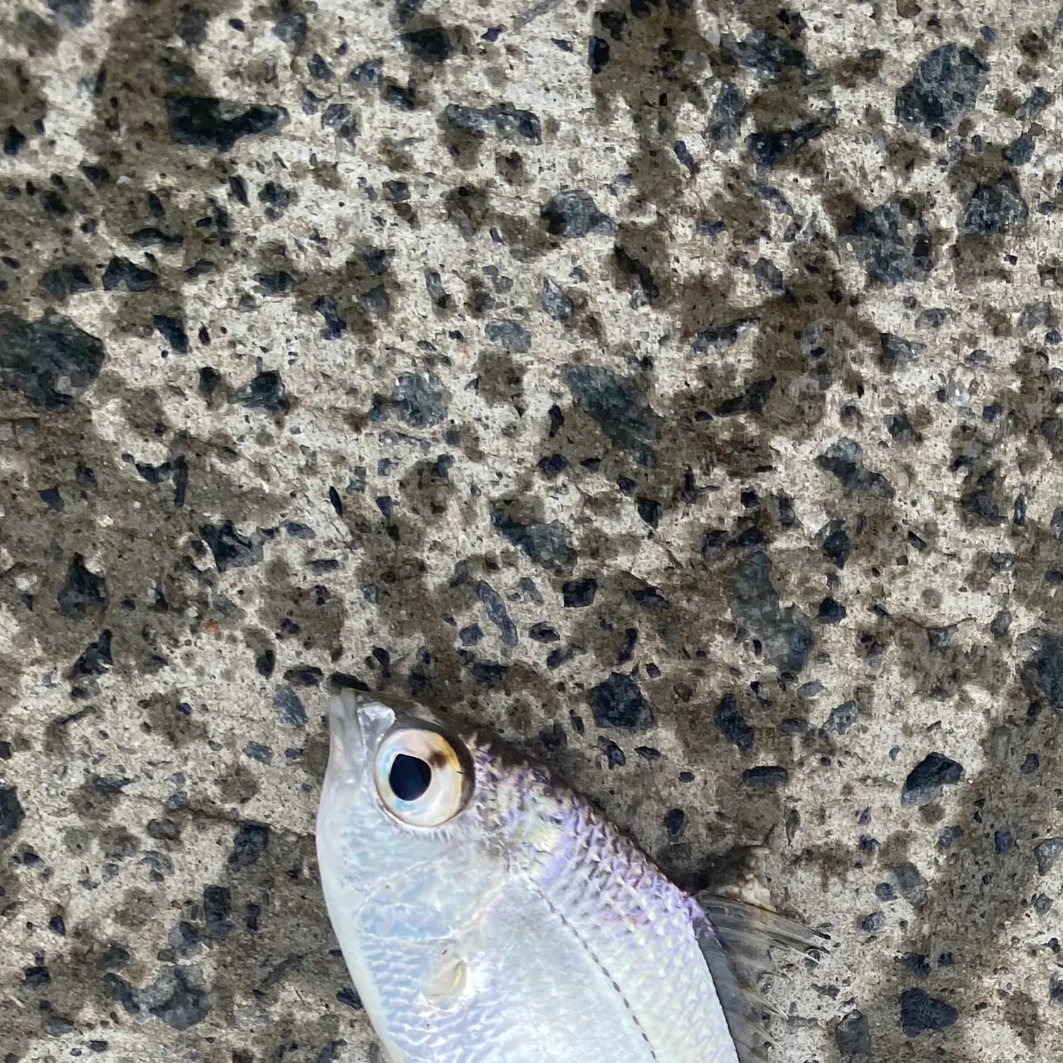 The most recent Common silver belly catches on Fishbrain