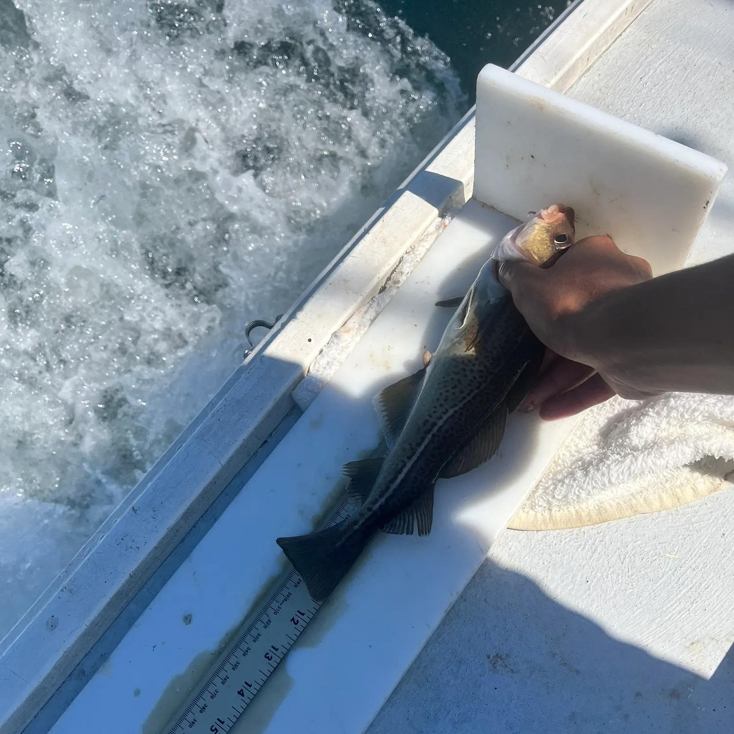 The most recent Atlantic cod catches on Fishbrain
