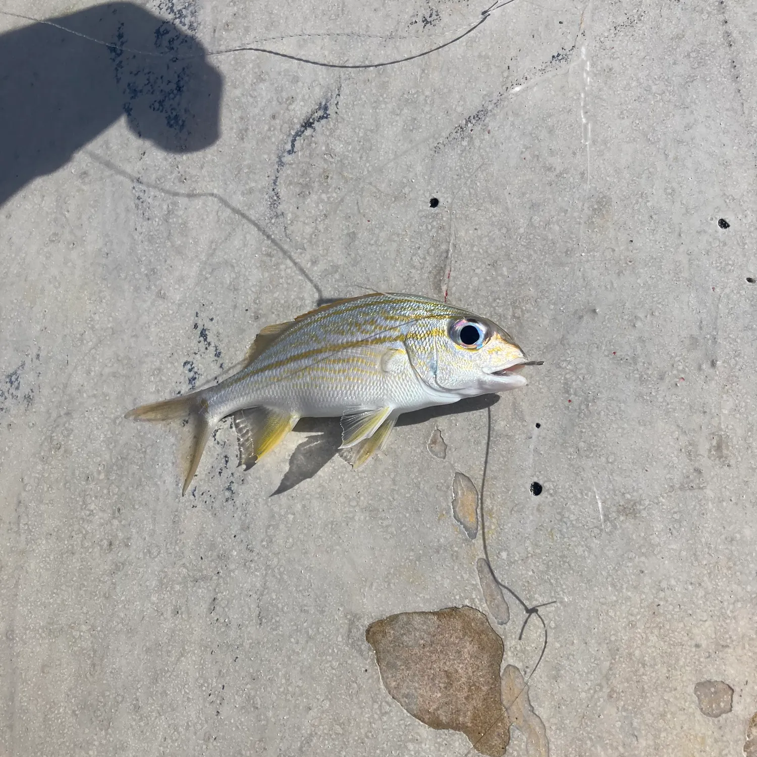 The most recent Tomtate grunt catches on Fishbrain