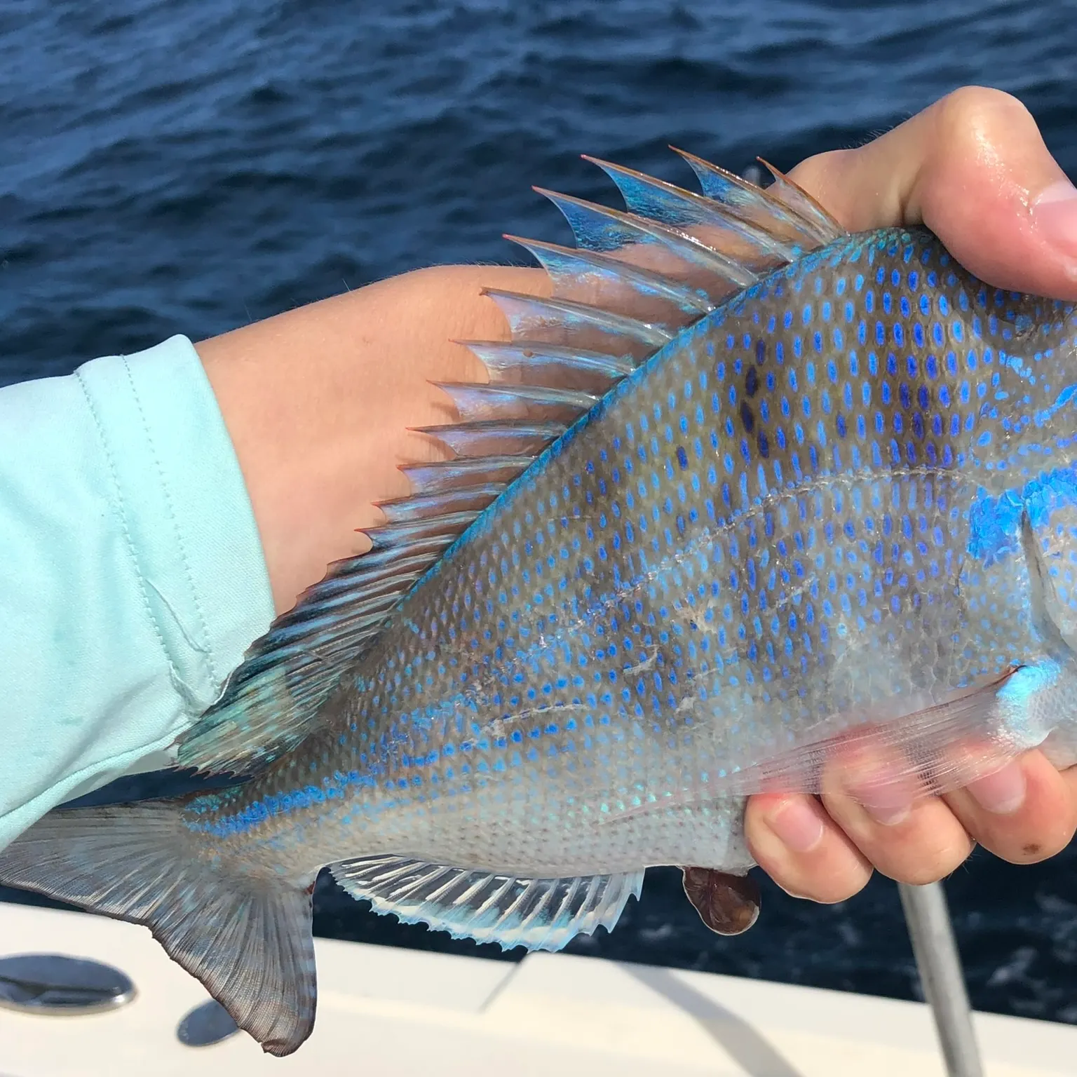 The most recent Littlehead Porgy catches on Fishbrain