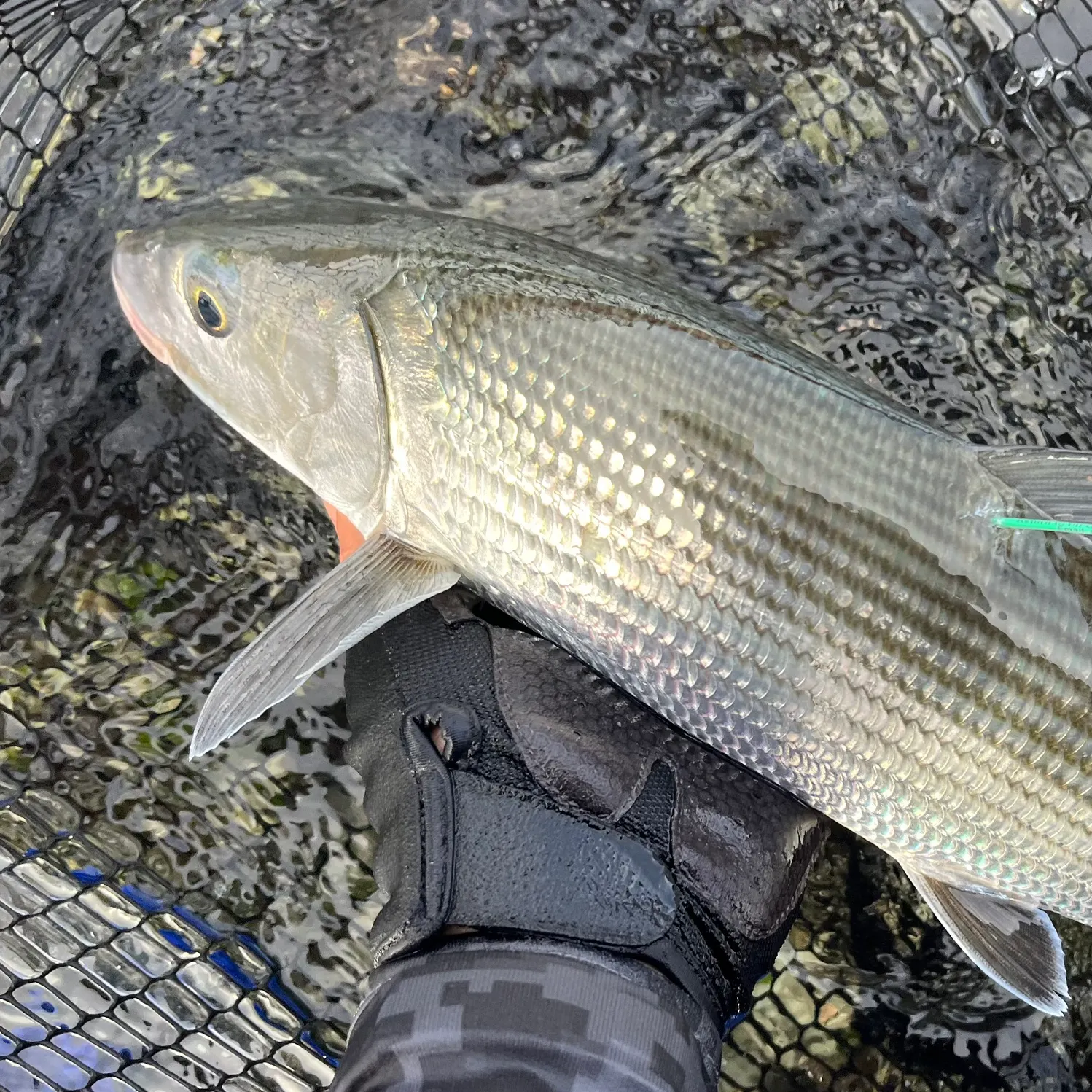 The most recent Roundjaw bonefish catches on Fishbrain