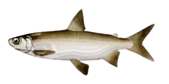 Sardine cisco