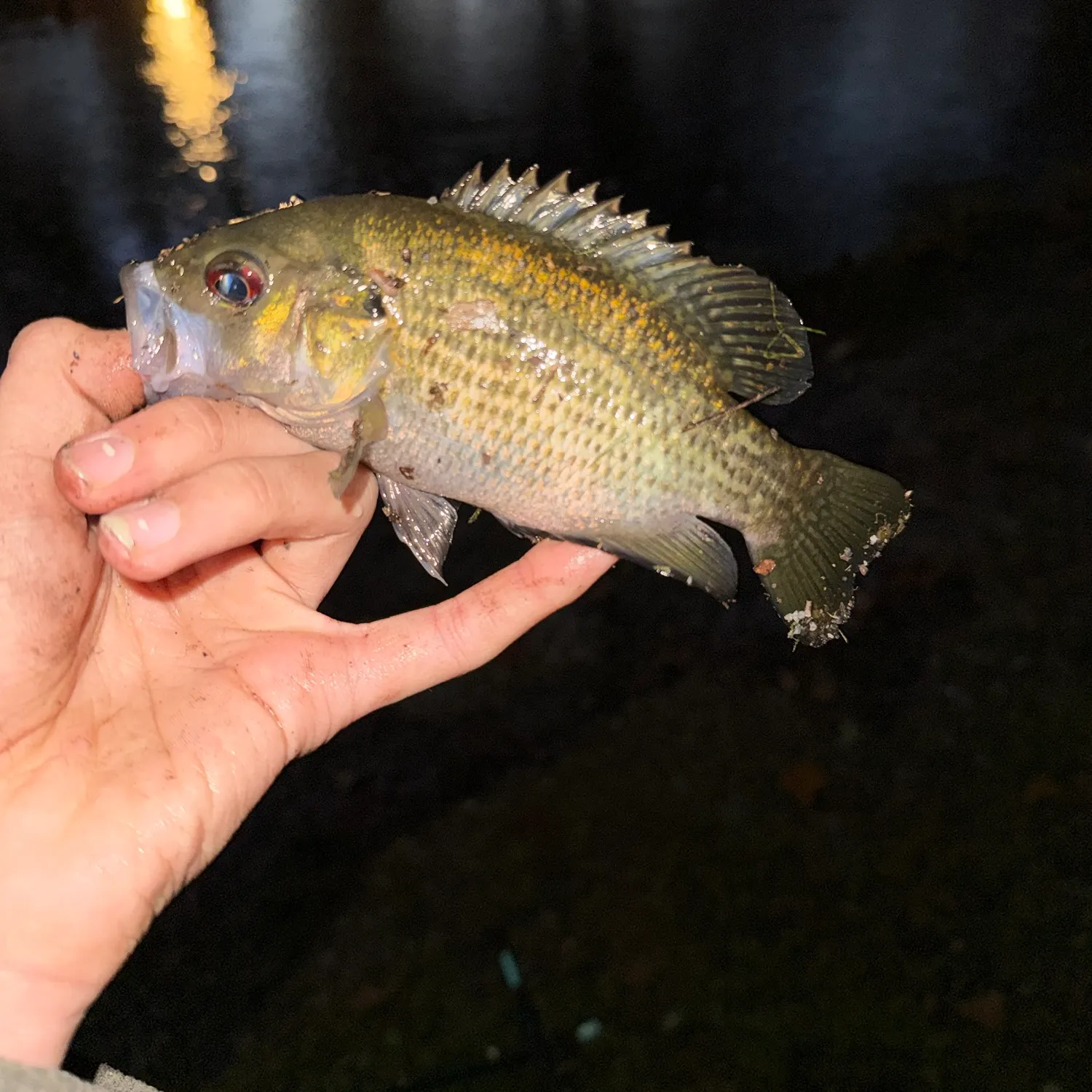 Rock bass caught on Fishbrain