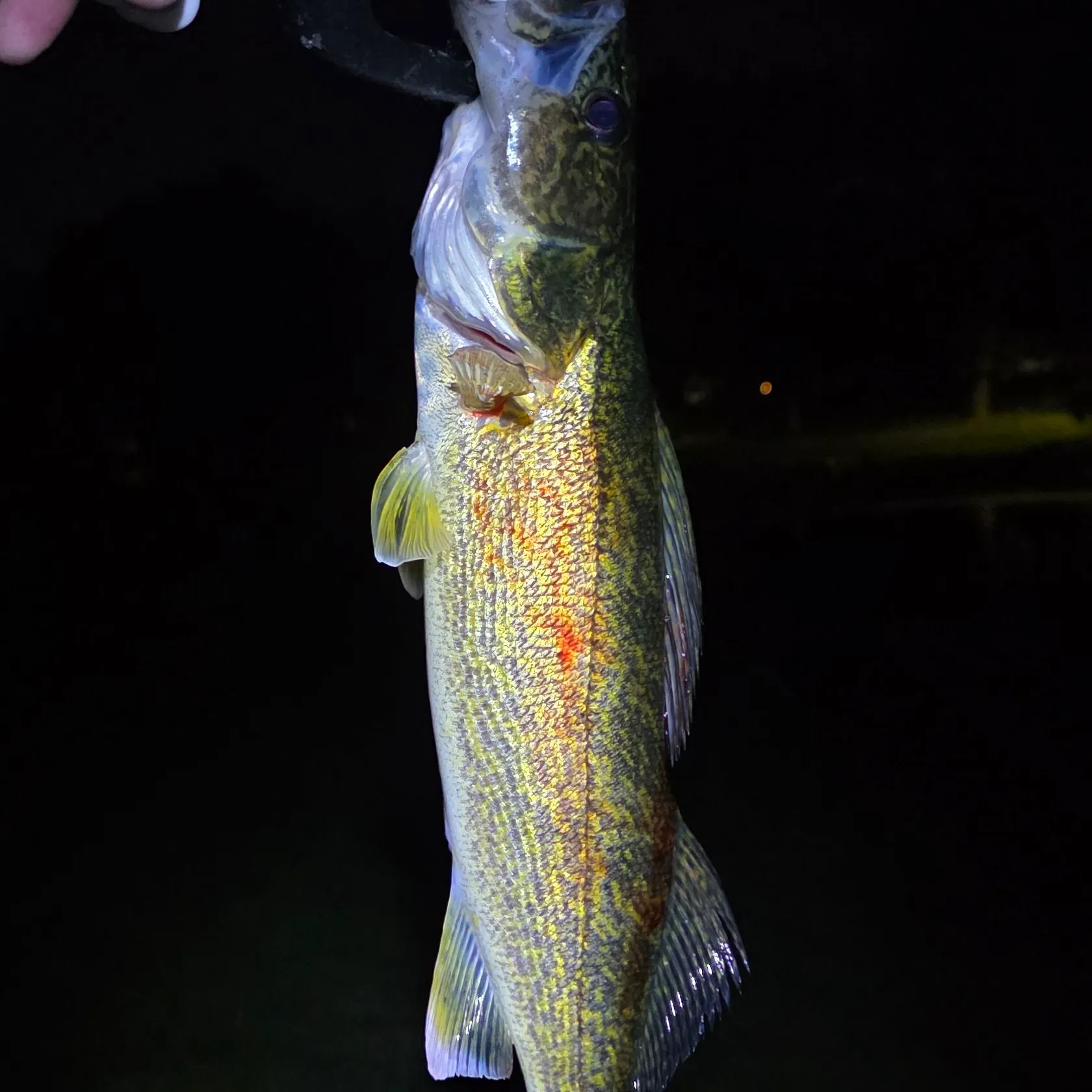 Walleye caught on Fishbrain