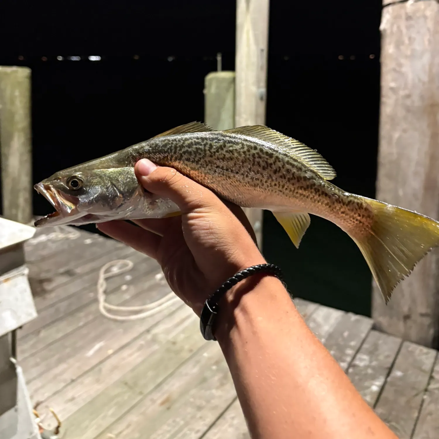 Gray weakfish caught on Fishbrain