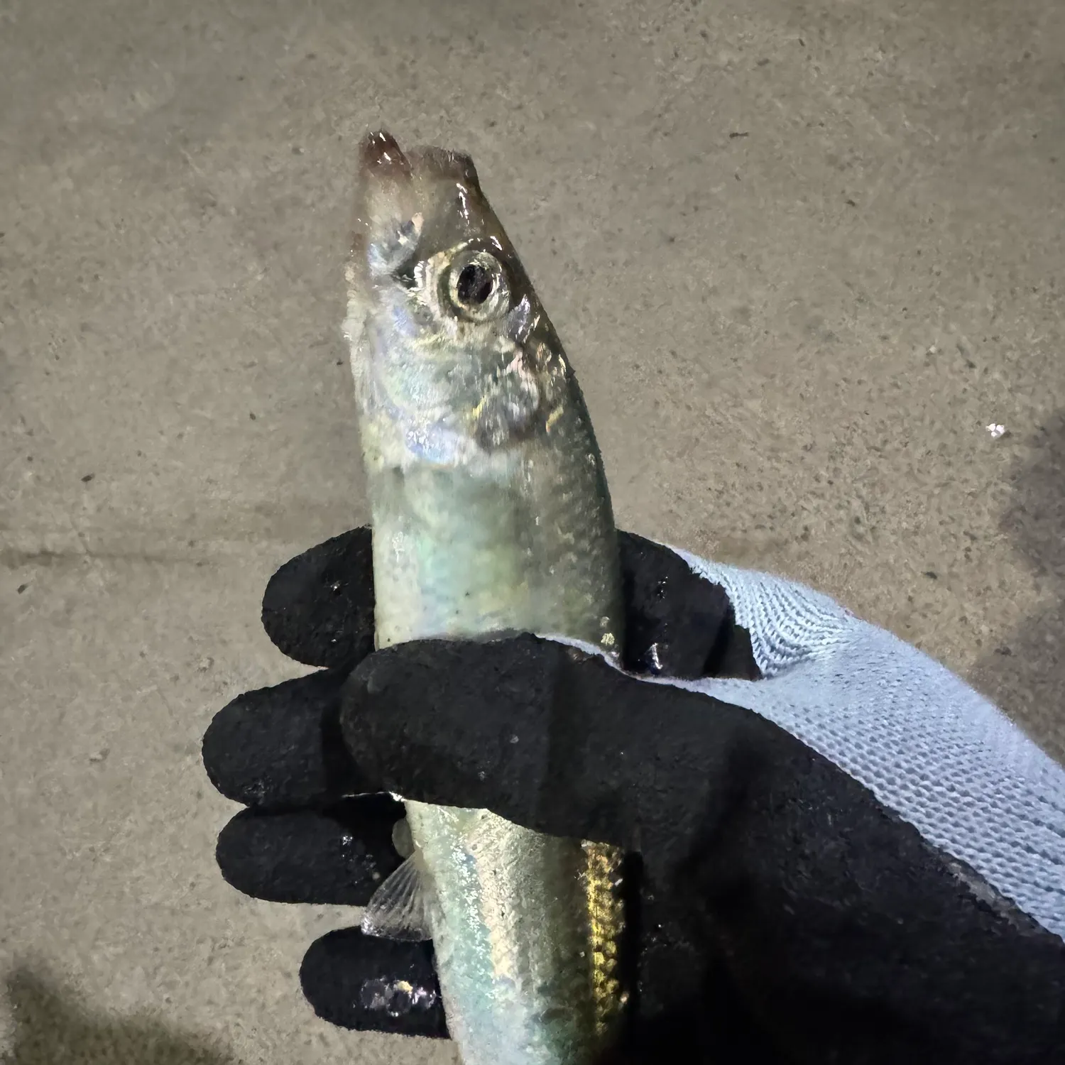 Atlantic herring caught on Fishbrain