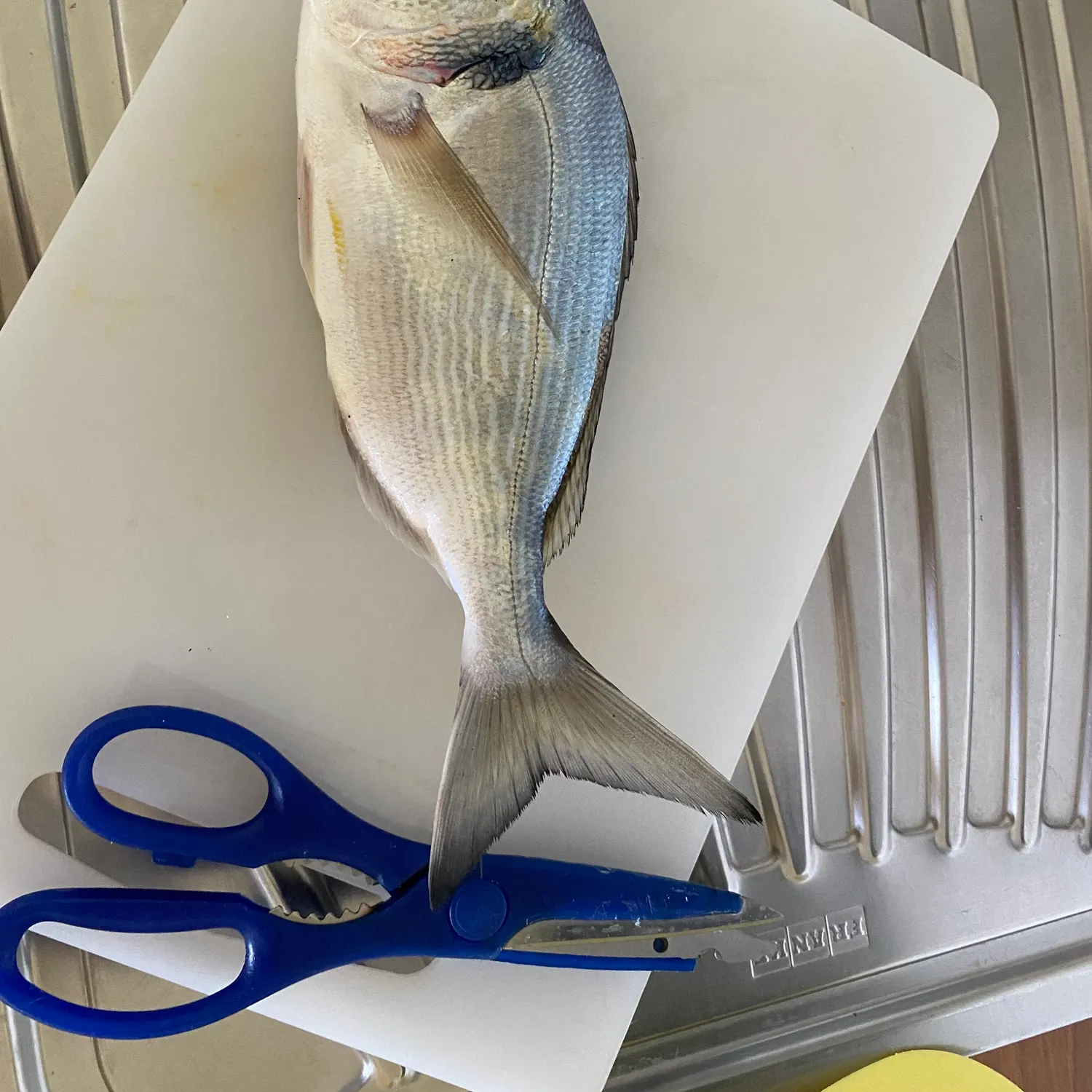 The most recent Gilthead seabream catches on Fishbrain