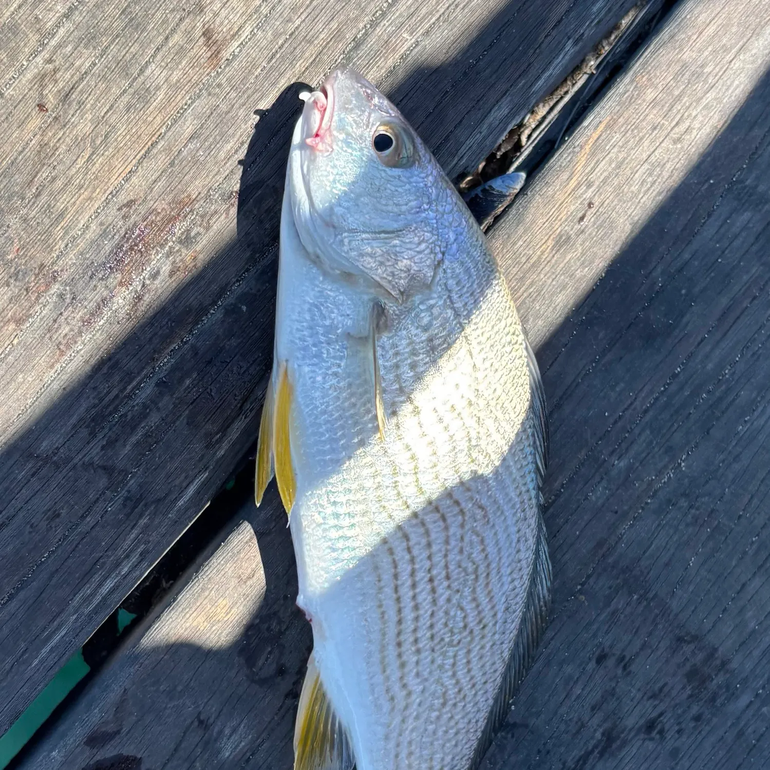 The most recent Yellowfin croaker catches on Fishbrain