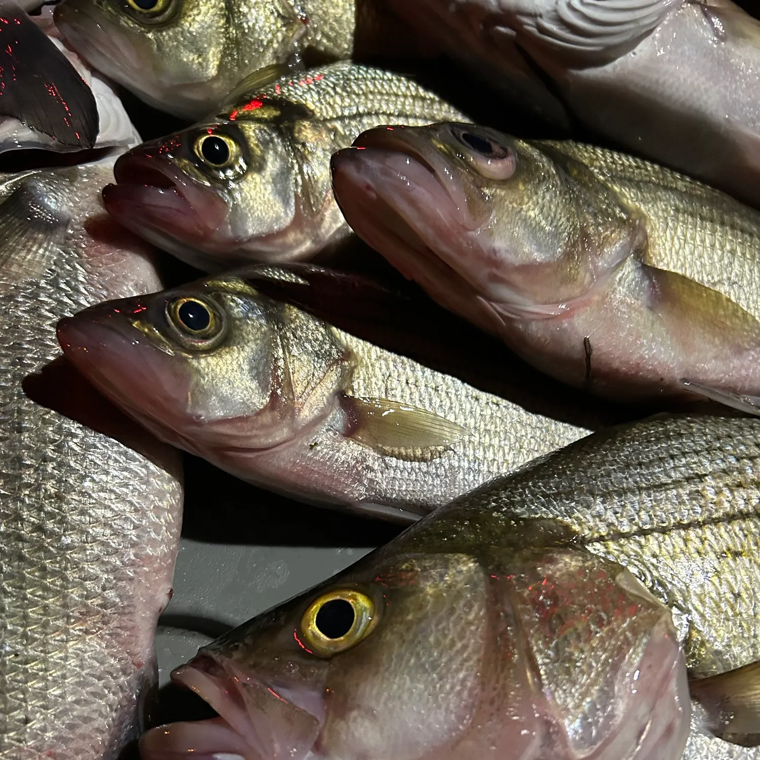 Wiper caught on Fishbrain
