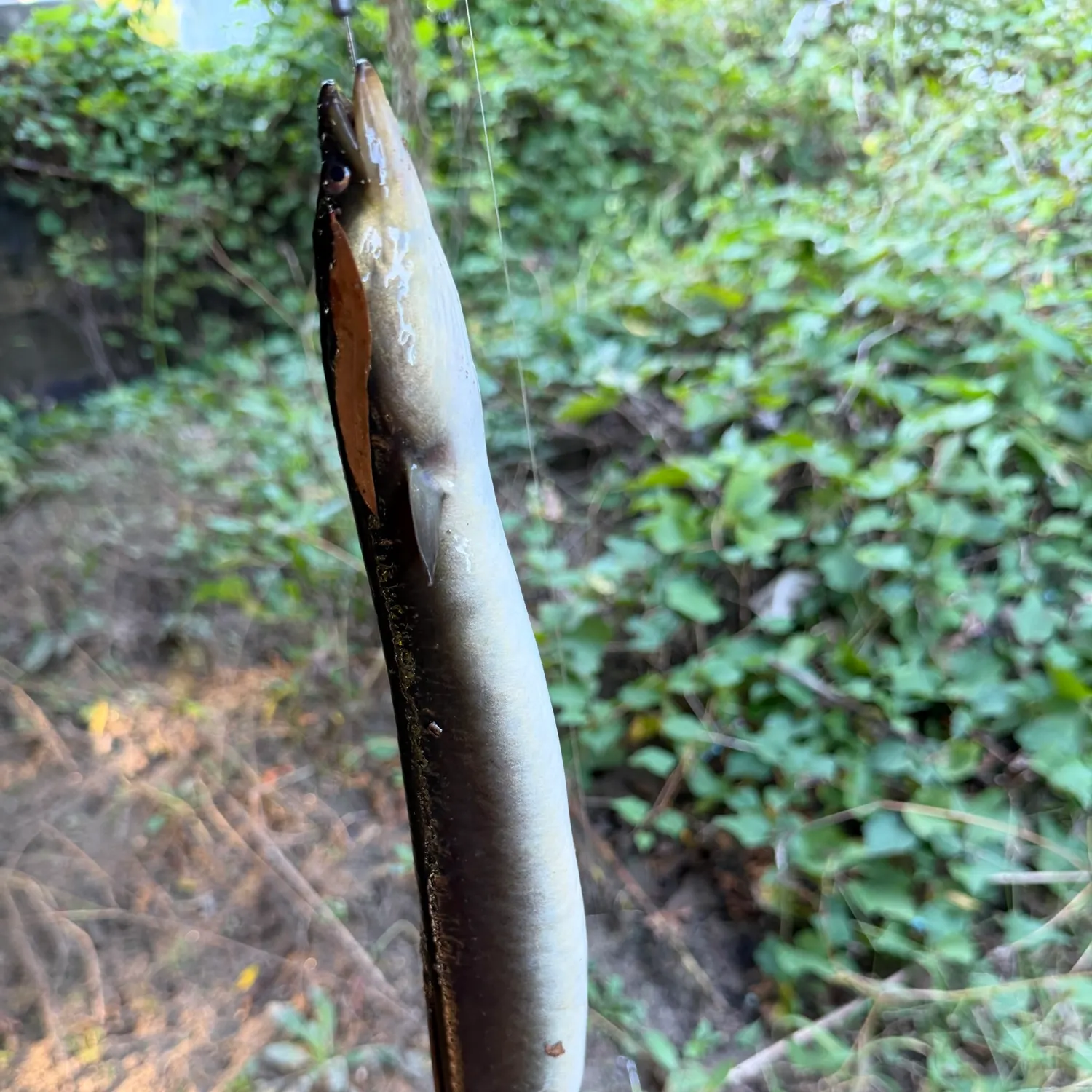 American eel caught on Fishbrain