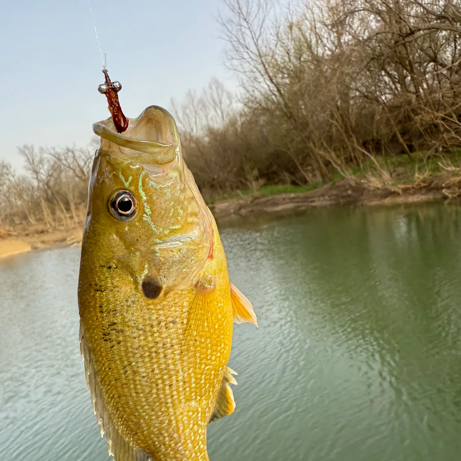 Green sunfish caught on Fishbrain