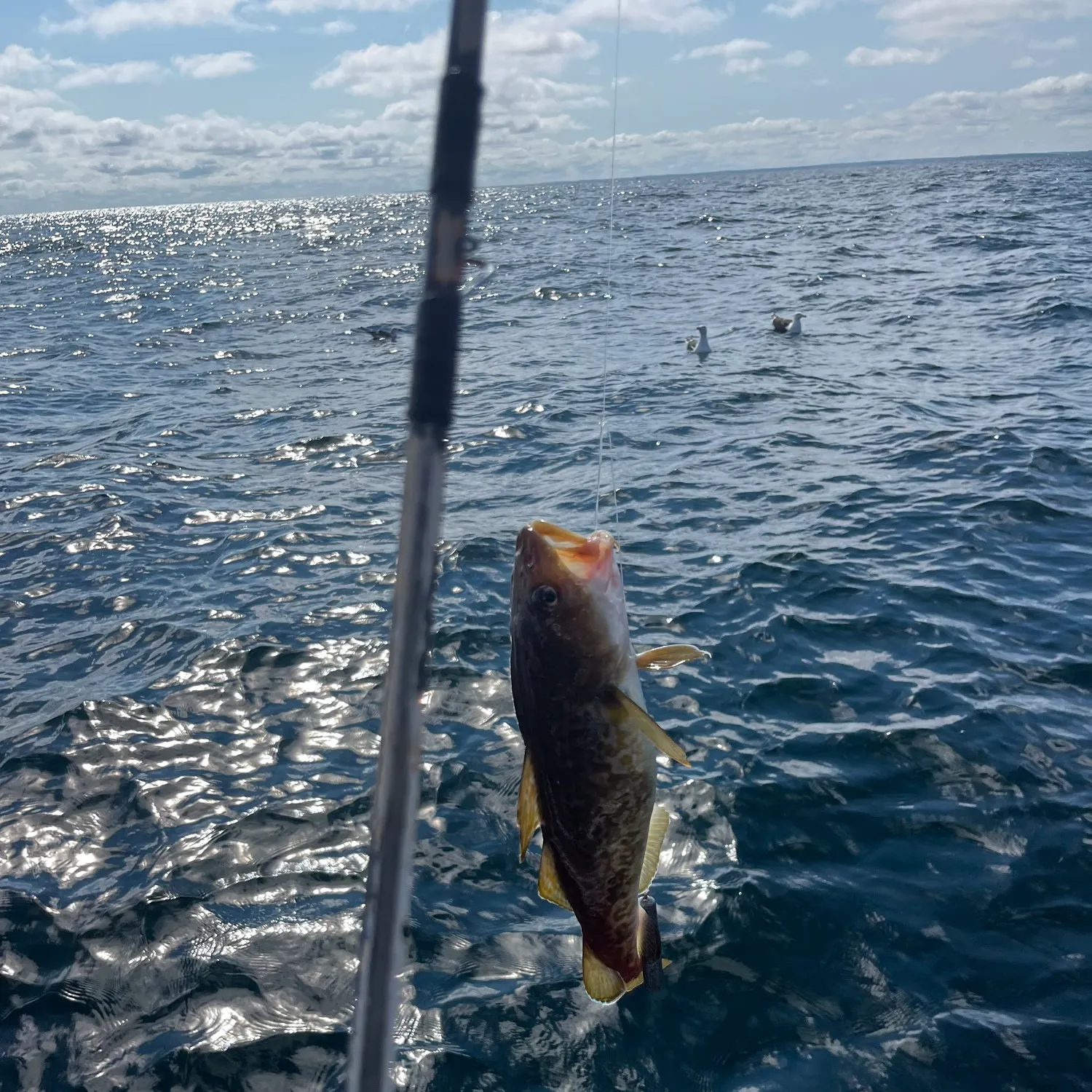 The most recent Pacific cod catches on Fishbrain