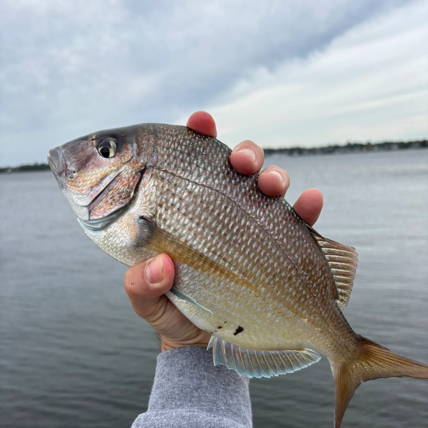 The most recent Scup catches on Fishbrain