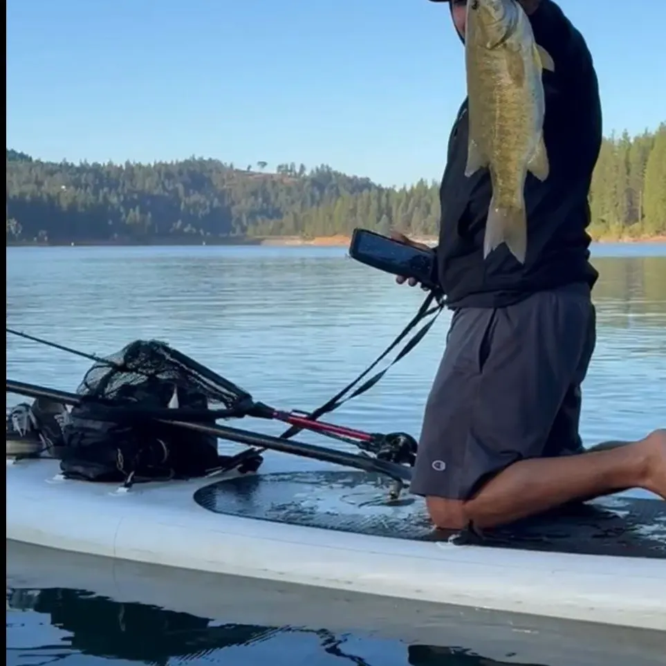 Smallmouth bass caught on Fishbrain