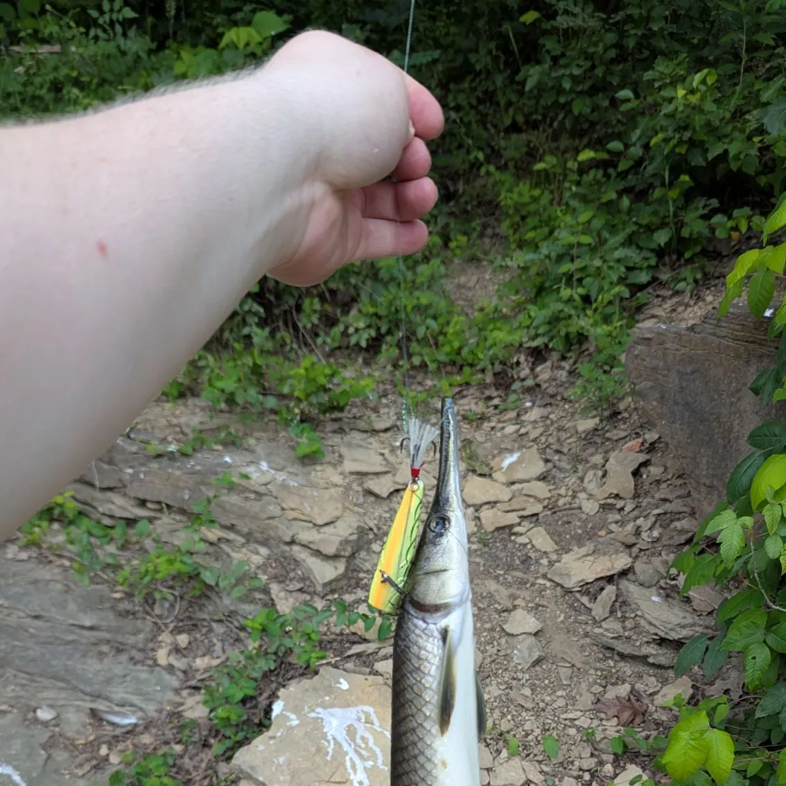 recently logged catches