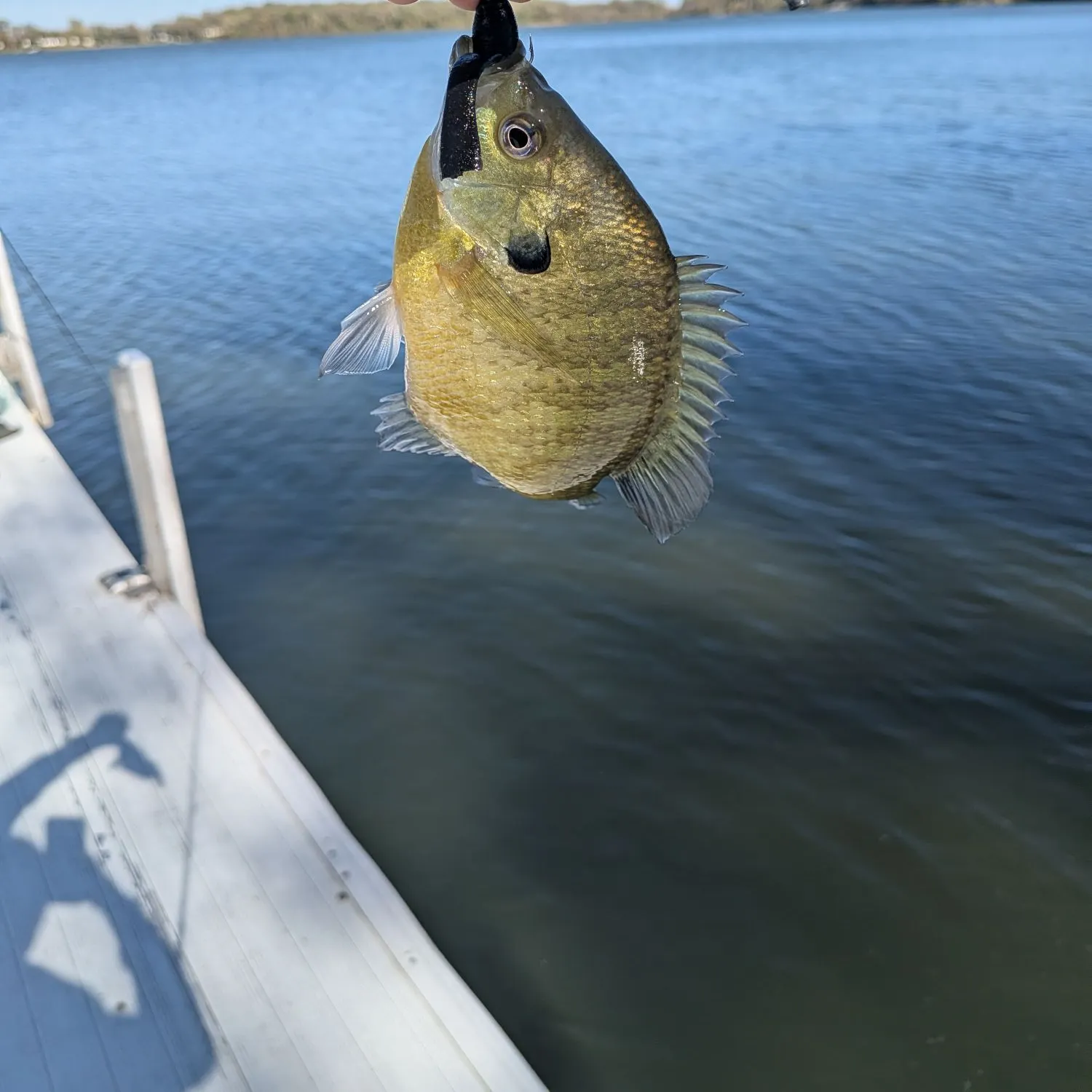 Bluegill caught on Fishbrain