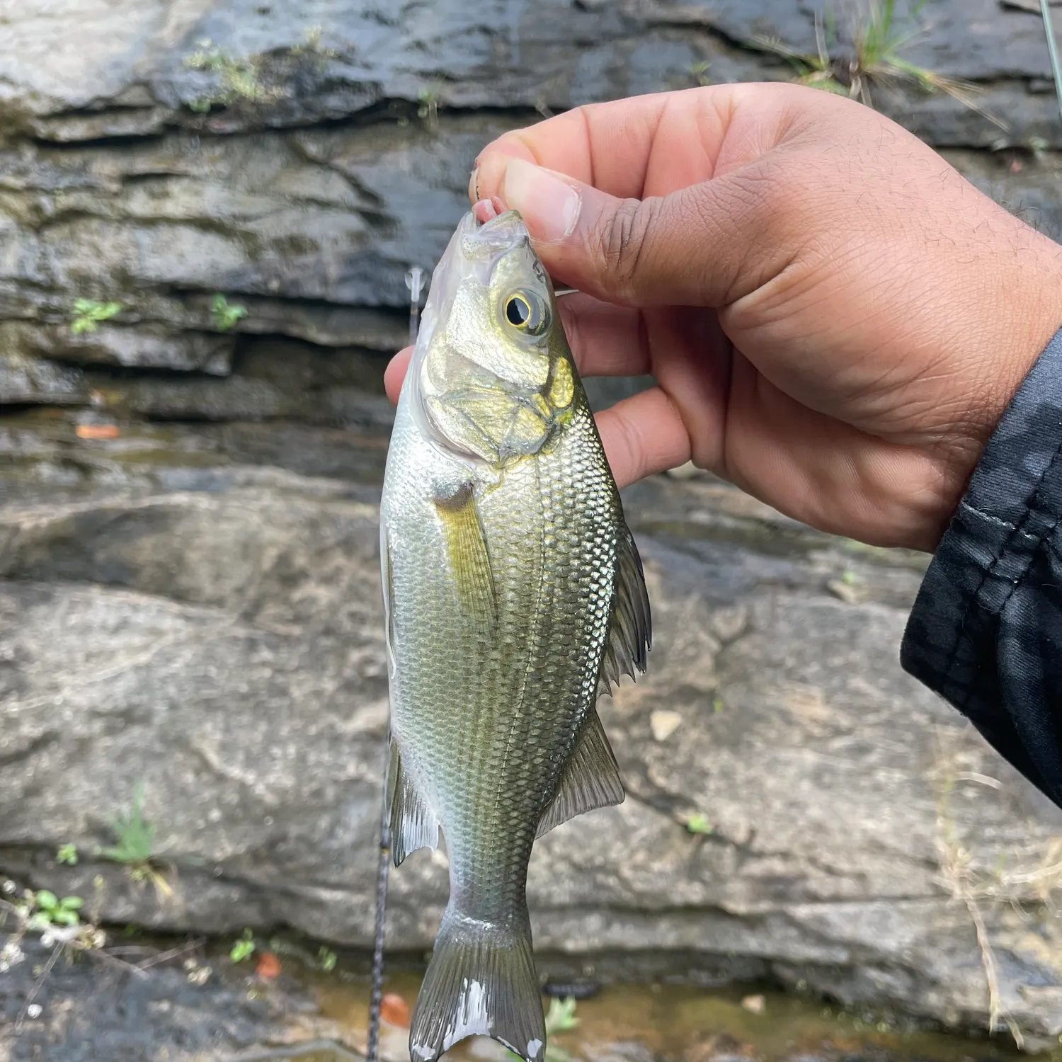 White perch caught on Fishbrain