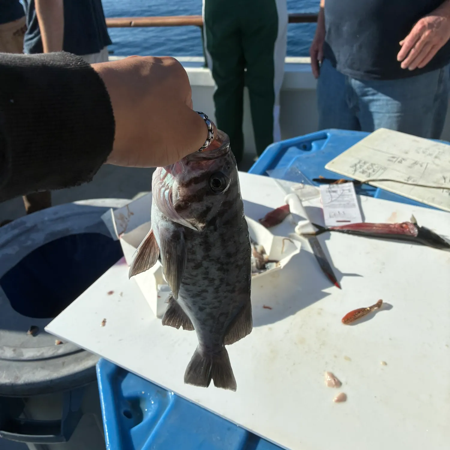 The most recent Blue rockfish catches on Fishbrain