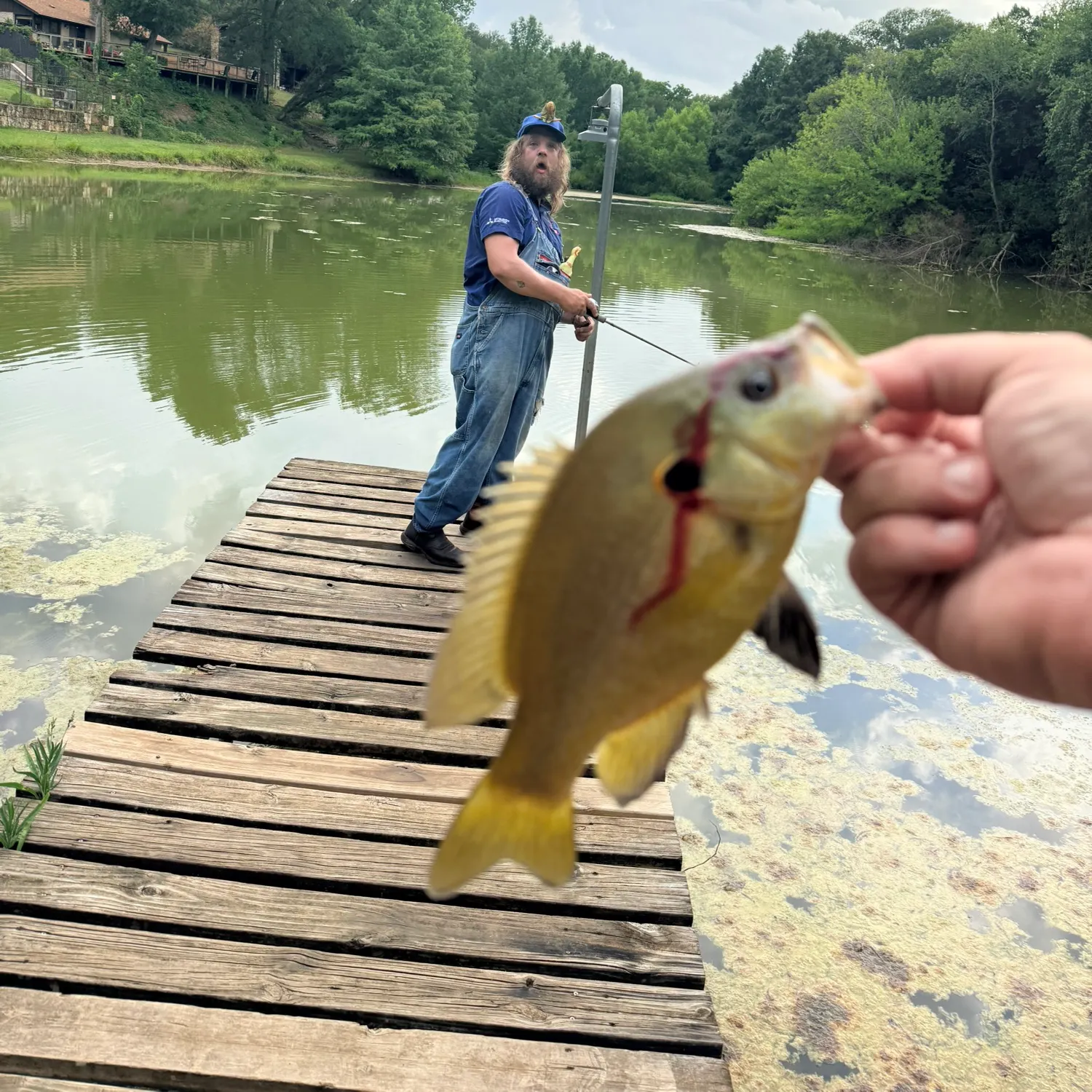 Green sunfish caught on Fishbrain